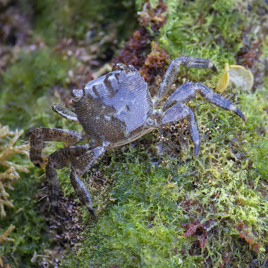 European Green Baby Crab on the Rocks