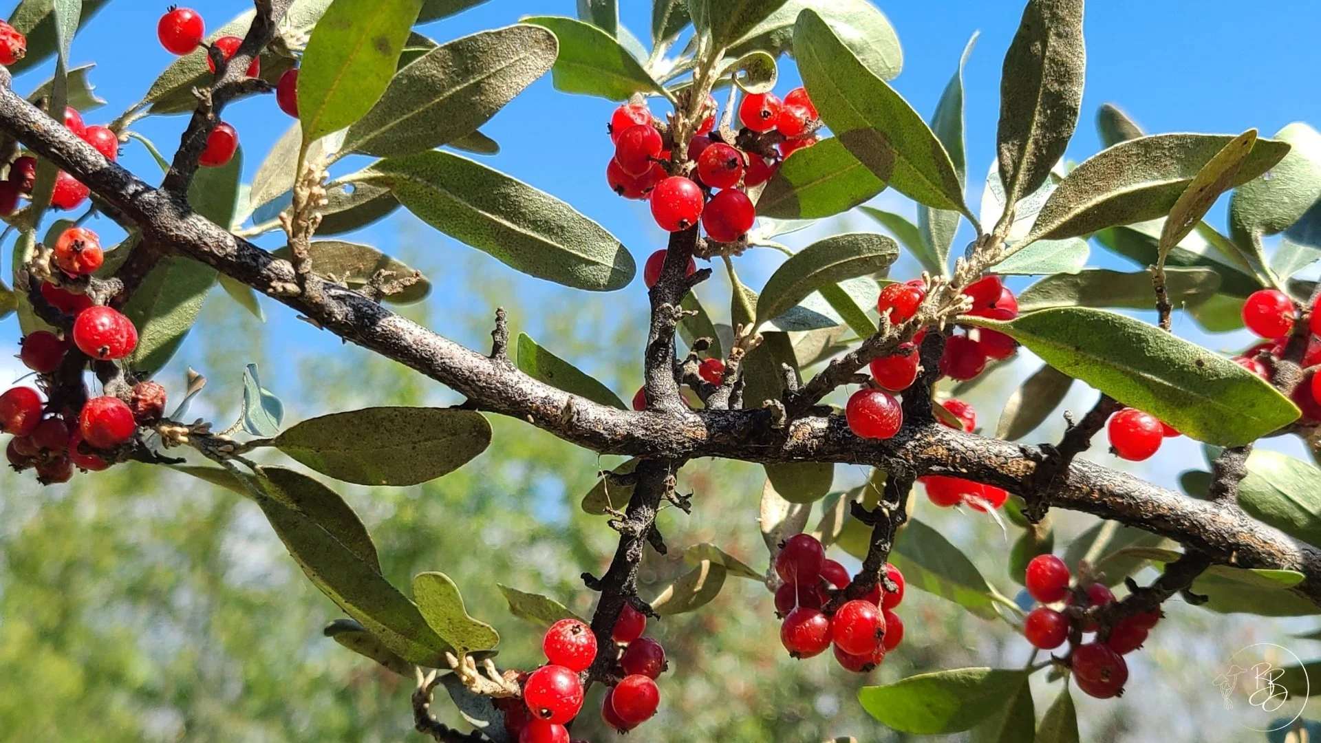 Redberry Lake Biosphere Travel Guide: Birdwatching, Hiking ...
