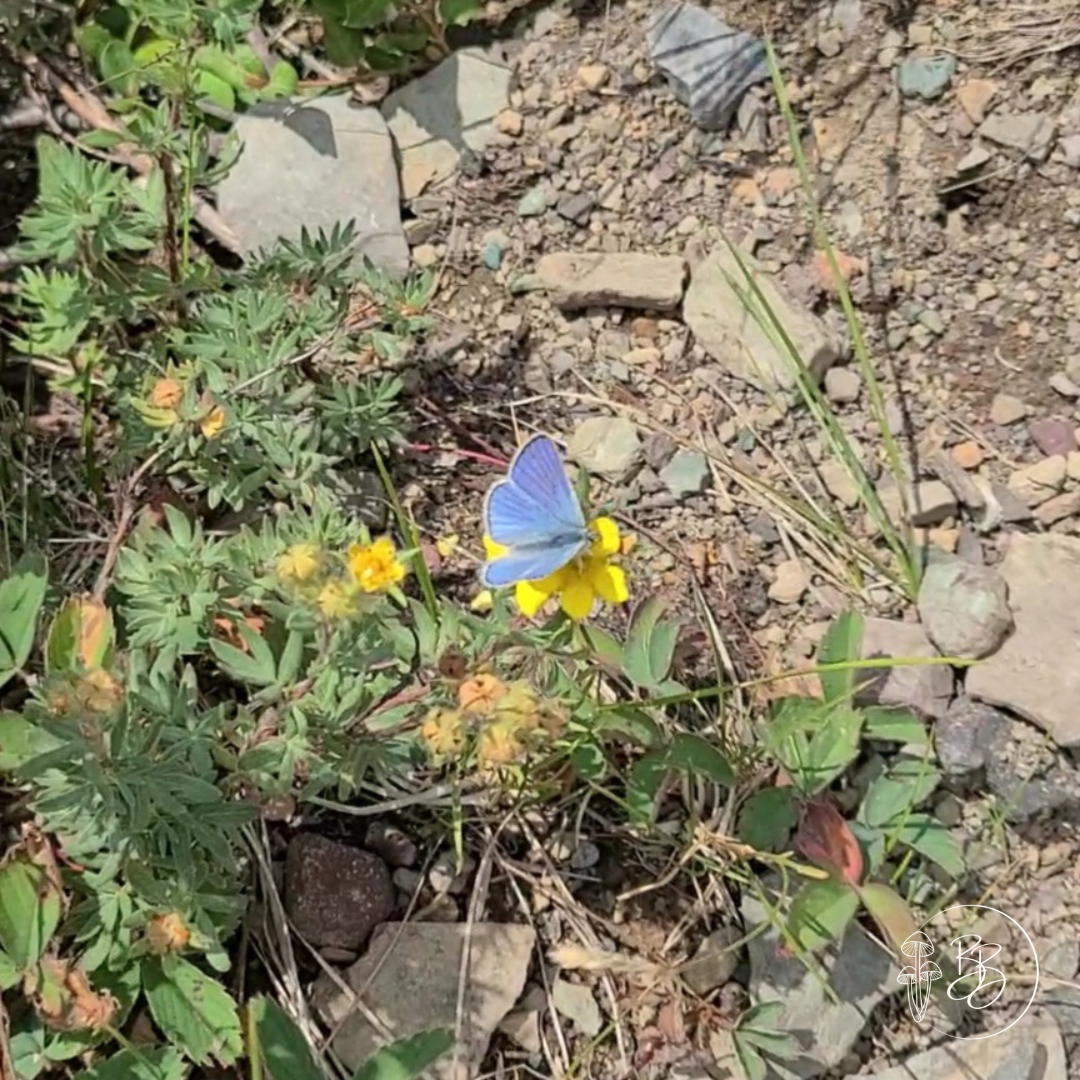 A butterfly sitting on a bright yellow flower