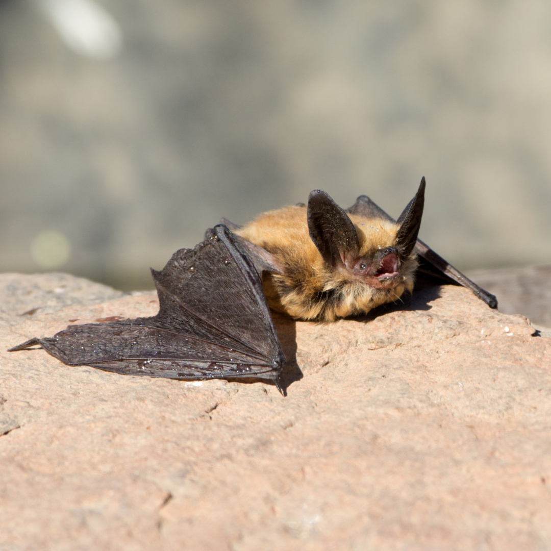 A Townsend's Big Earred Bat resting on a rock