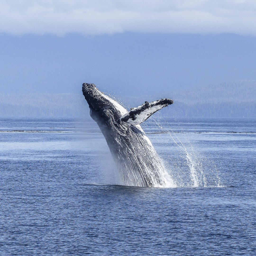 A humpback whale jumping out of the ocean