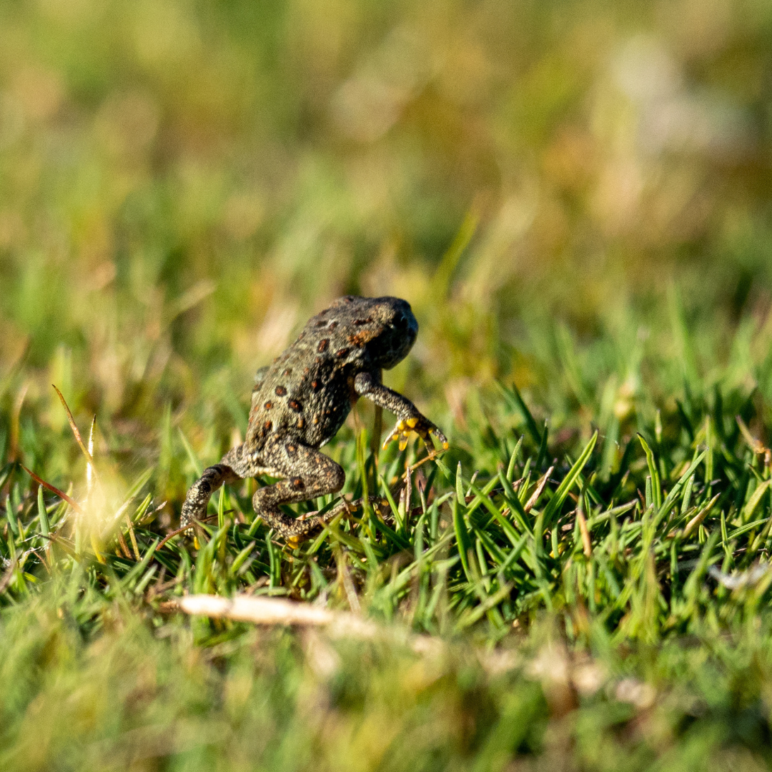 A Western Toad jumping by Kyle Kulas