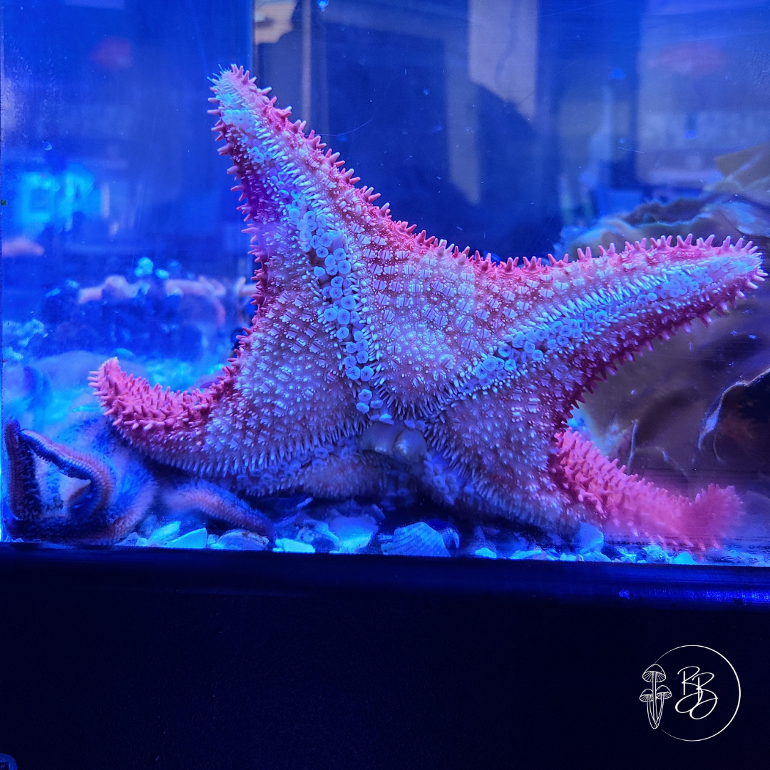 The underside of a sea star on the walls of a tank