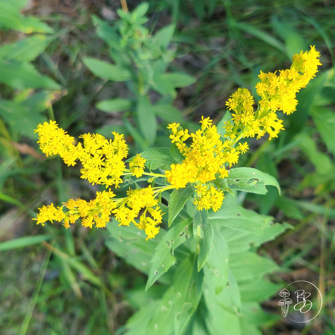 Tall Goldenrod - a bright yellow flower native to Canada