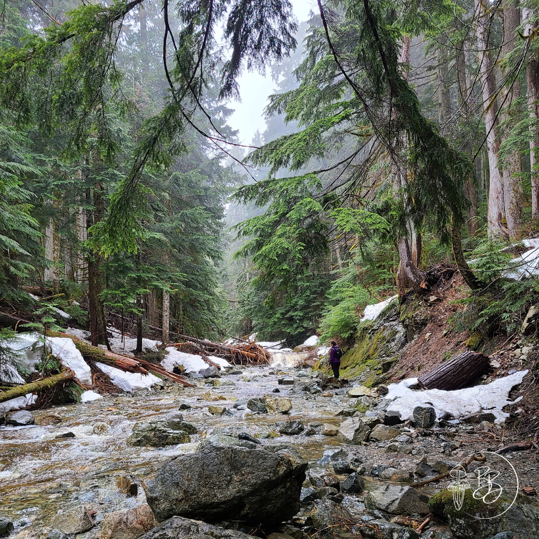 A person stands on the edge of a creek surrounded by evergreen trees
