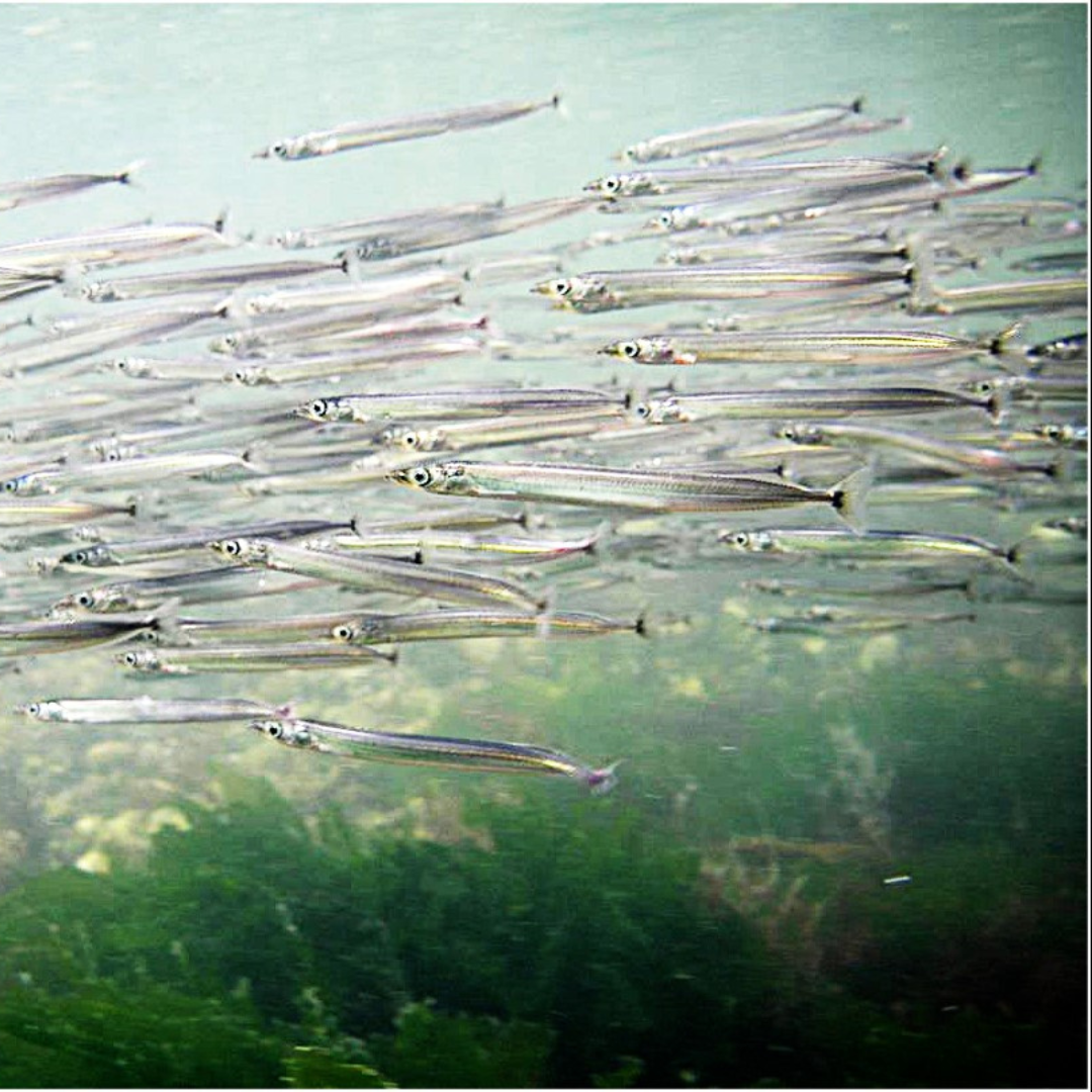 A school of forage fish under the sea