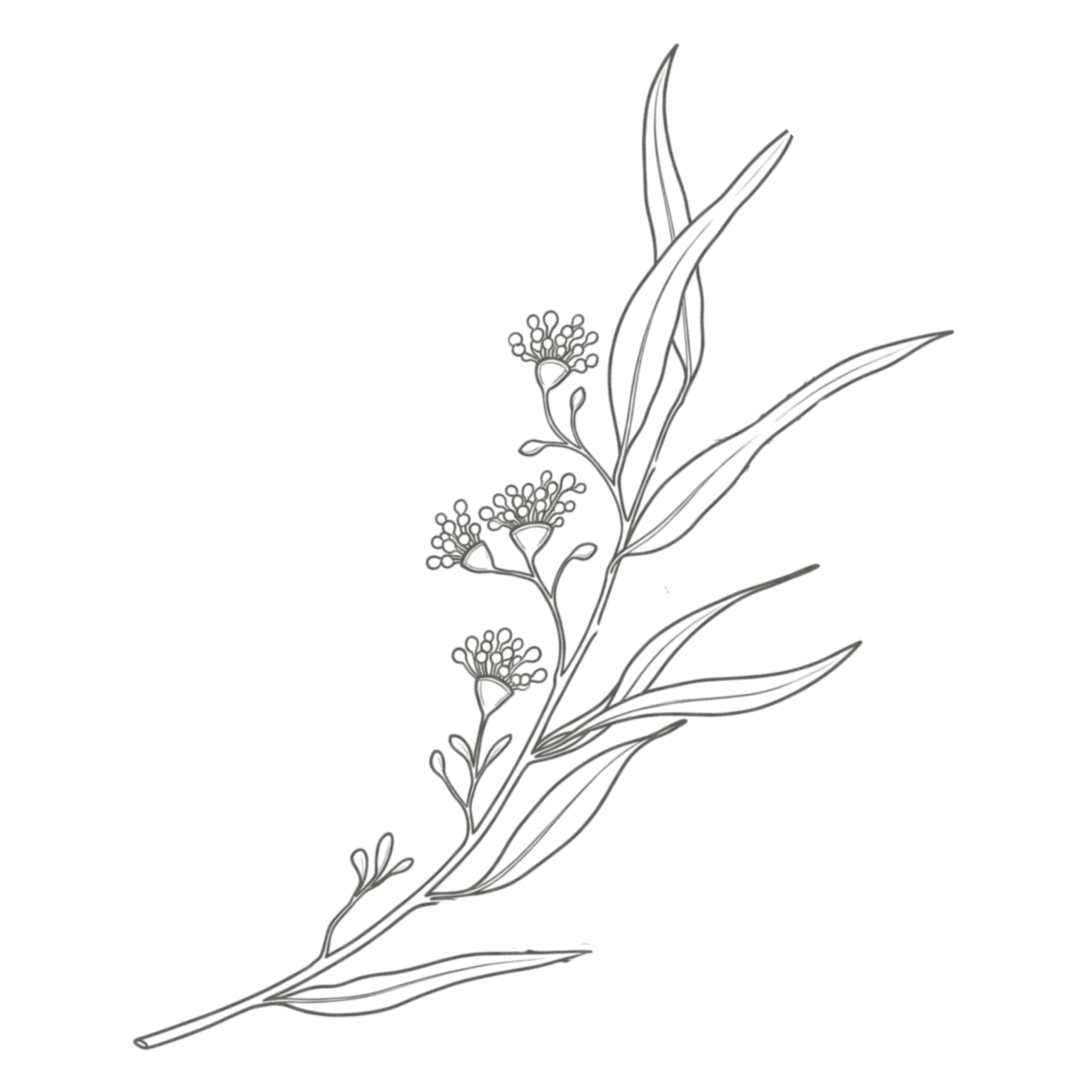 A black background with a simple, gray line drawing of a botanical plant featuring long leaves and small, clustered flowers.