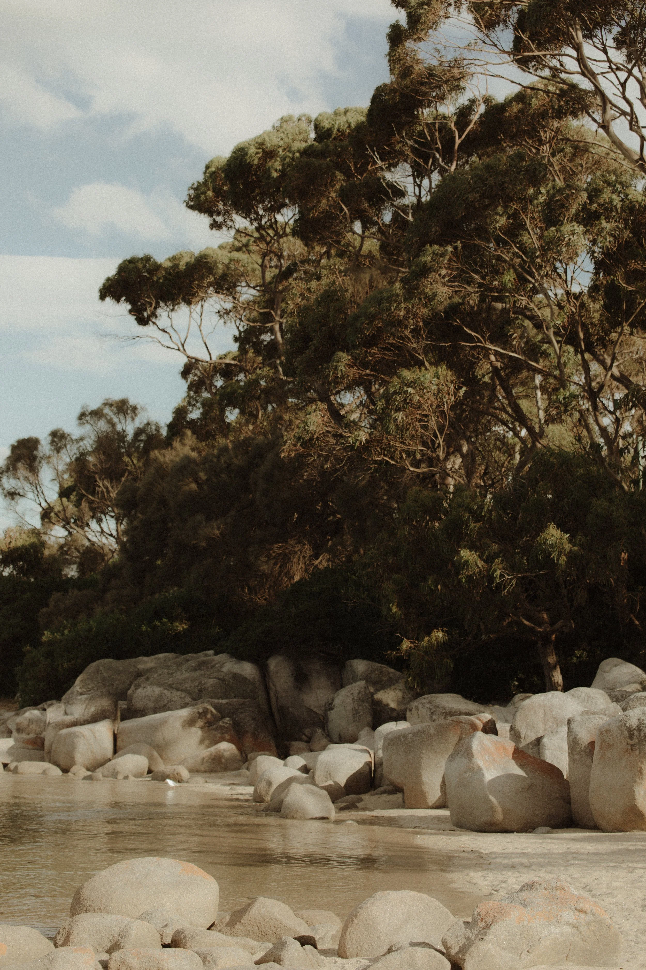 A rocky riverside with large stones in the foreground, a dense cluster of trees with green foliage, and a partly cloudy sky.