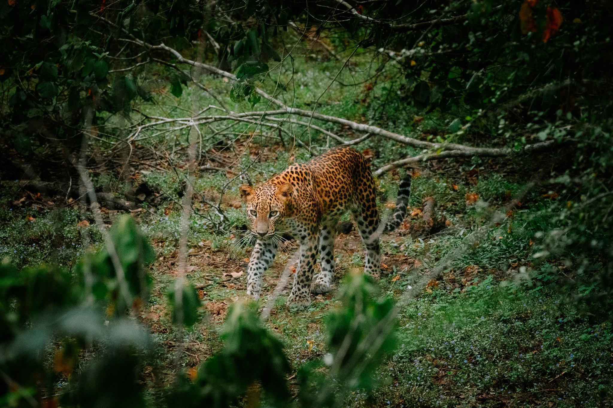 Top 3 Safari Experiences in Sri Lanka: Leopards, Elephants &amp; Wild Encounters