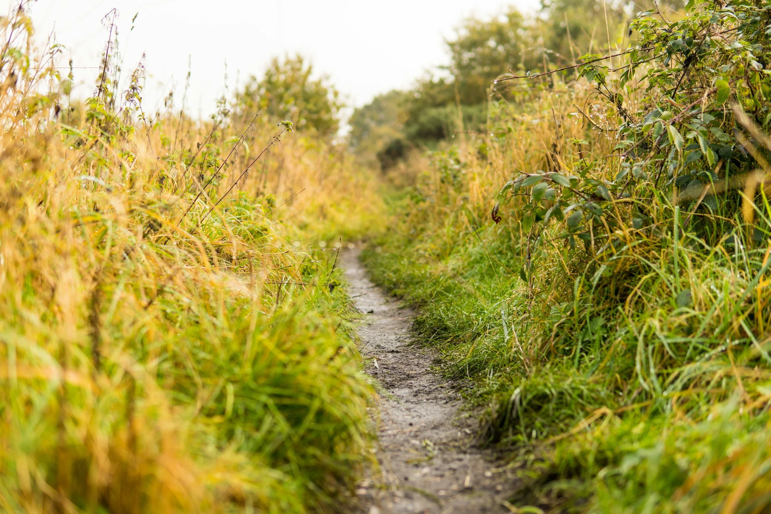 A worn, dirt path through grass.  Get out of the anxiety/avoidance rut with support from a Maryland anxiety therapist.  In-person appointments available in College Park, MD and online therapy in Maryland.