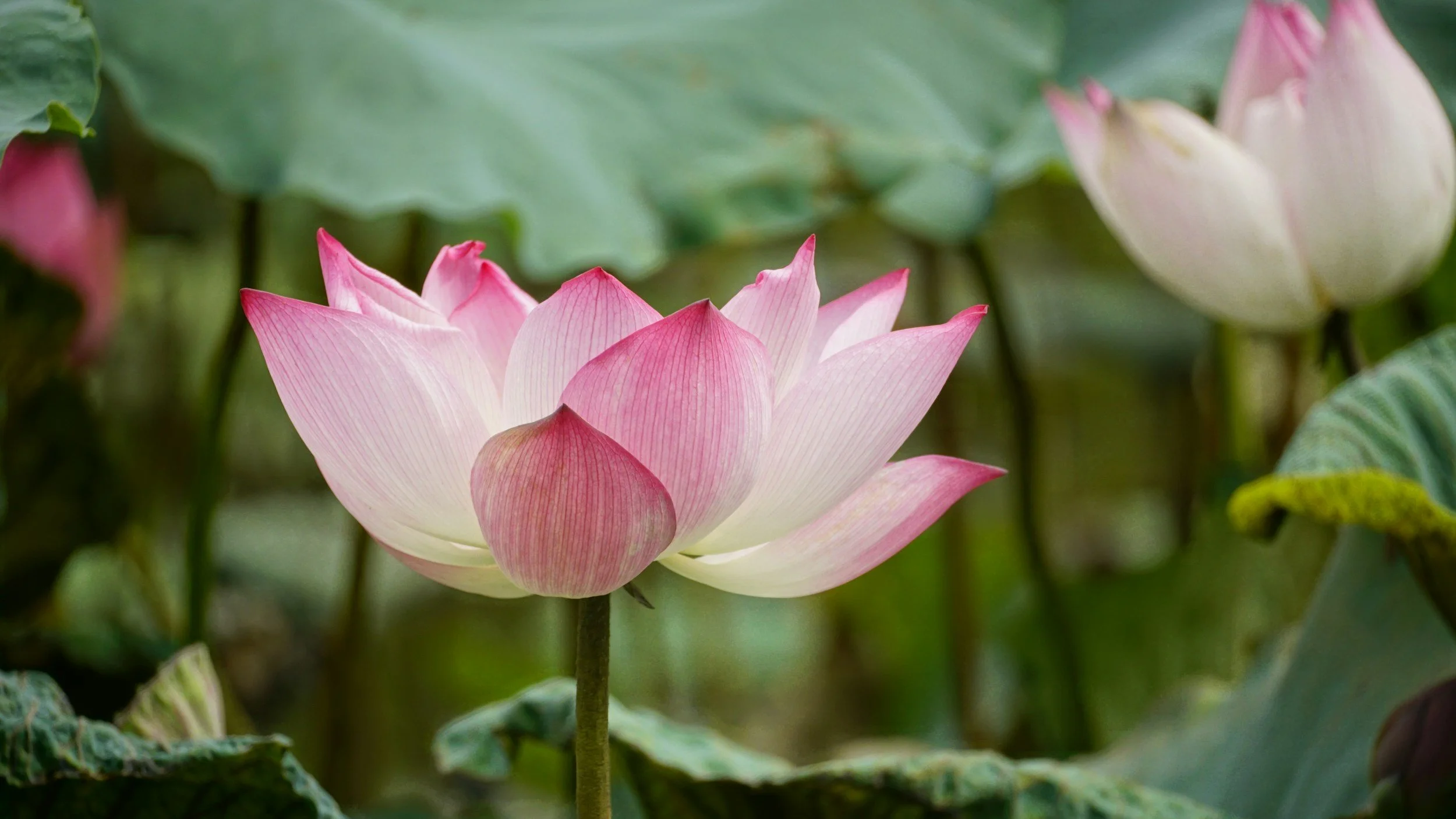 An Anxiety Therapist’s Guide to Activities in College Park, Maryland