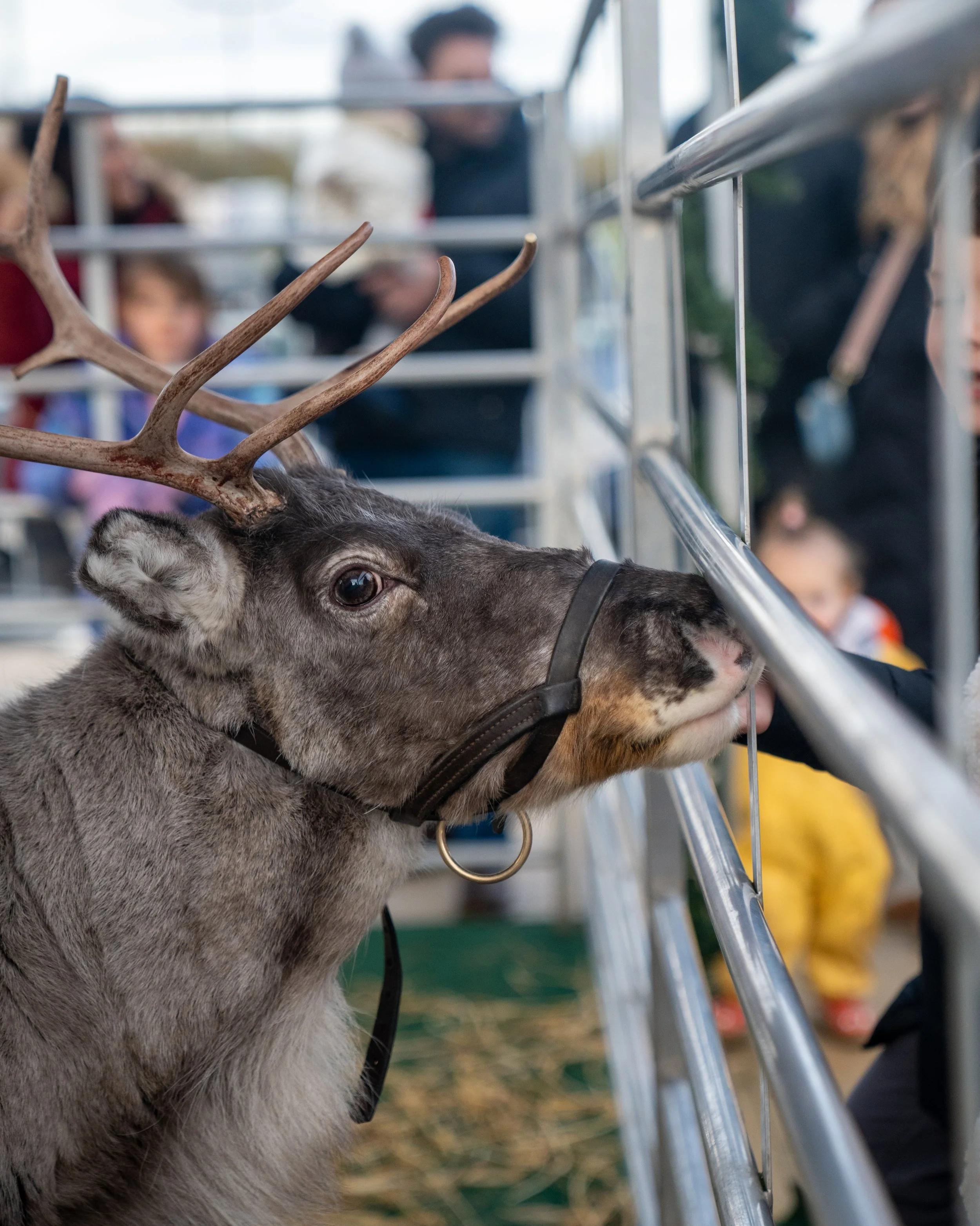 REINDEER EXPERIENCE