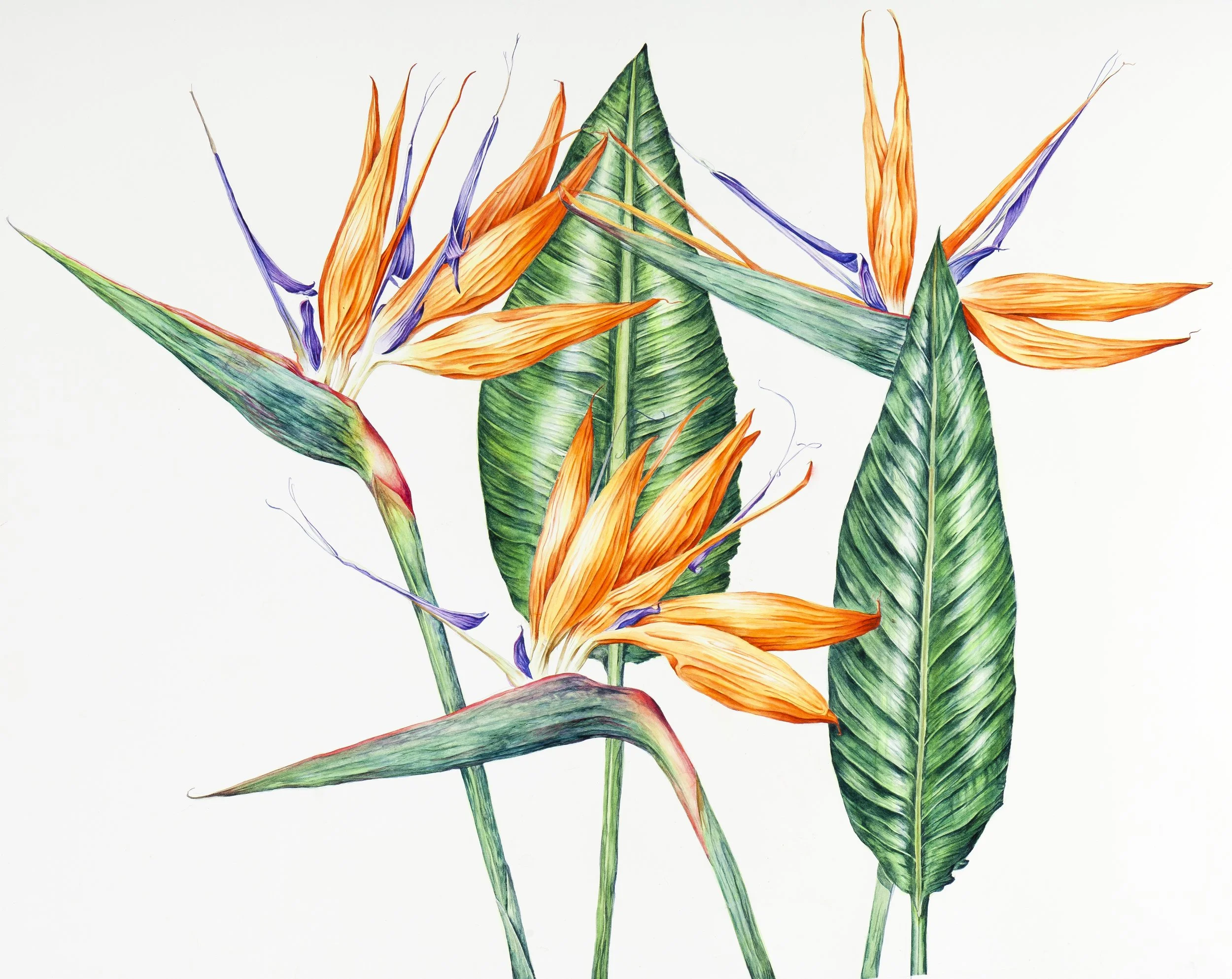 Birds of Paradise for print.jpg