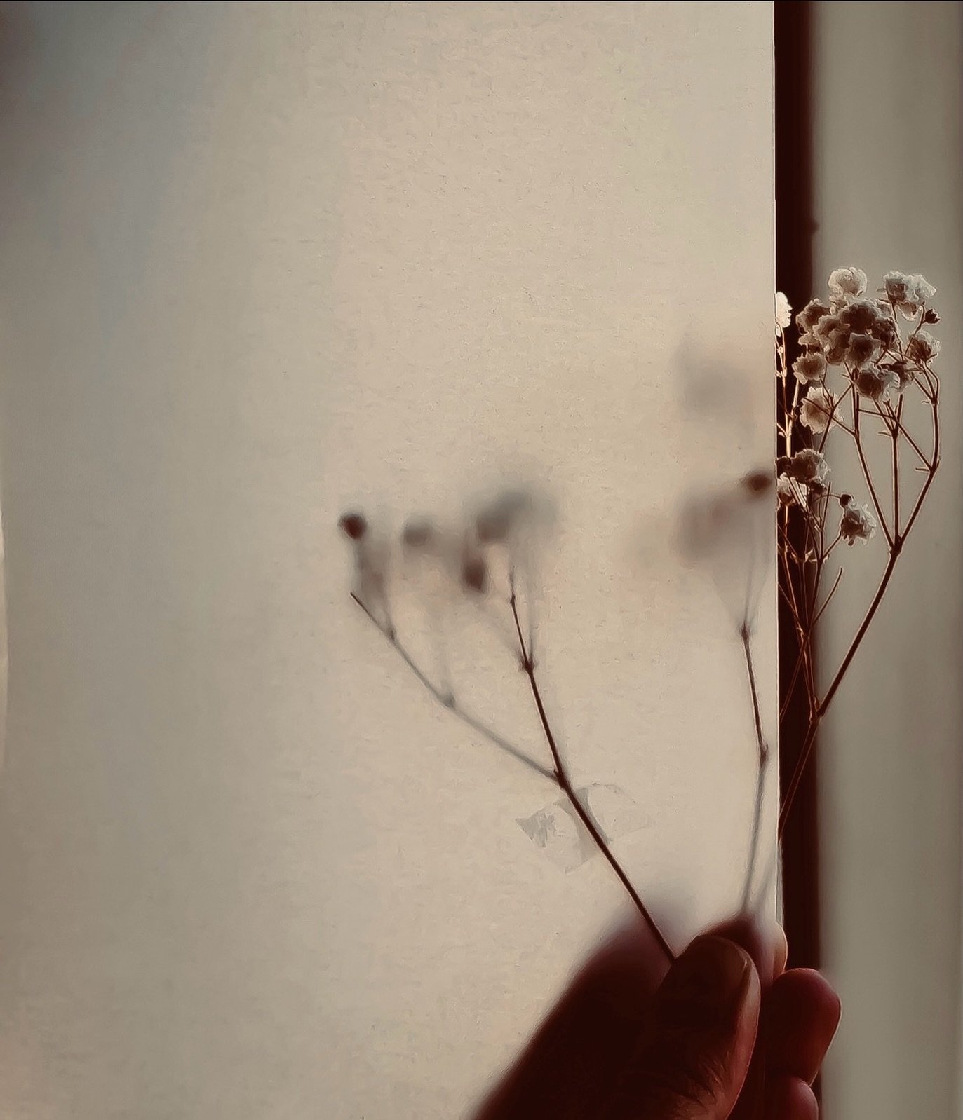 A study in light.
In stillness.
In not needing too much.
