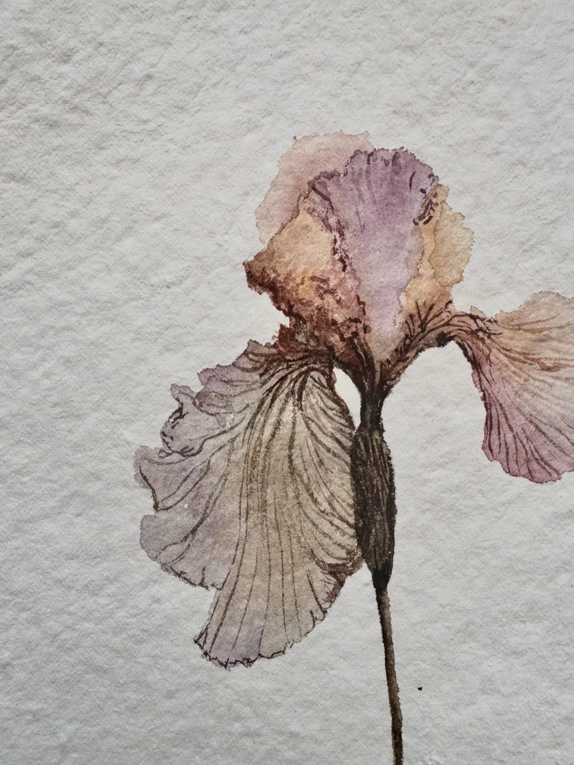 I&rsquo;ve missed the quietness of watercolour.

The way colour settles softly into paper.
The way a single flower can say enough when everything unnecessary is left out.

This small iris was painted between larger oil paintings, almost like a pause 