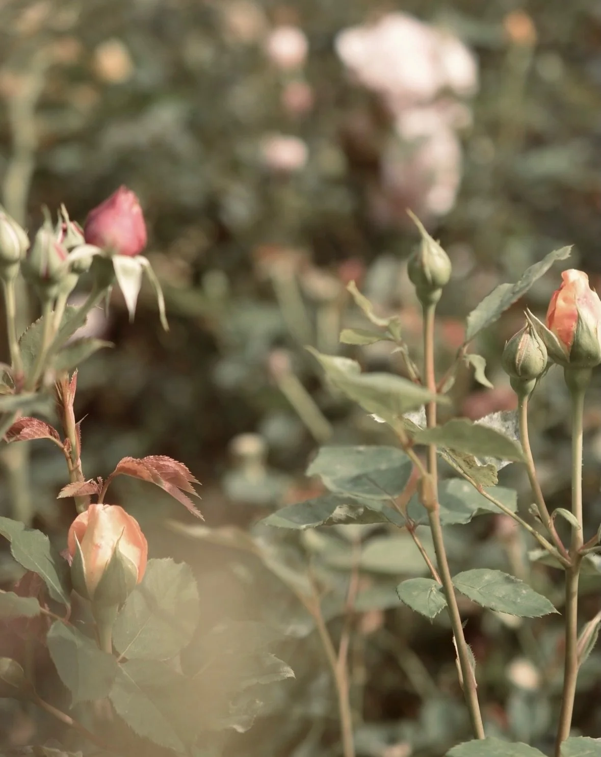 For a while now, I&rsquo;ve found myself looking down instead of up.

After months of painting skies and chasing light through clouds, my attention shifted towards the garden.

Towards roses.

Towards things that grow slowly.

I don&rsquo;t think thi