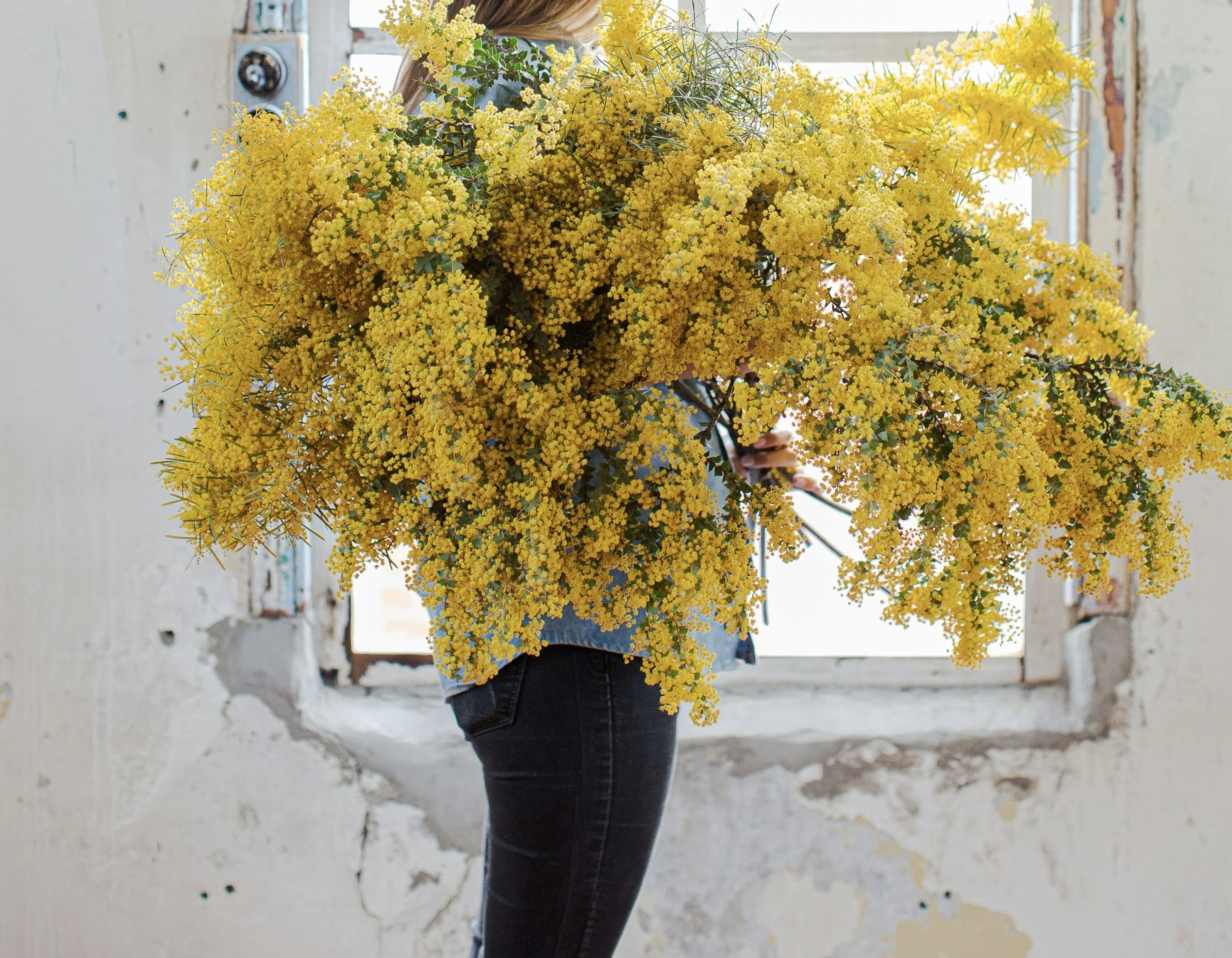 Mimosa Seasonal flowers.jpg