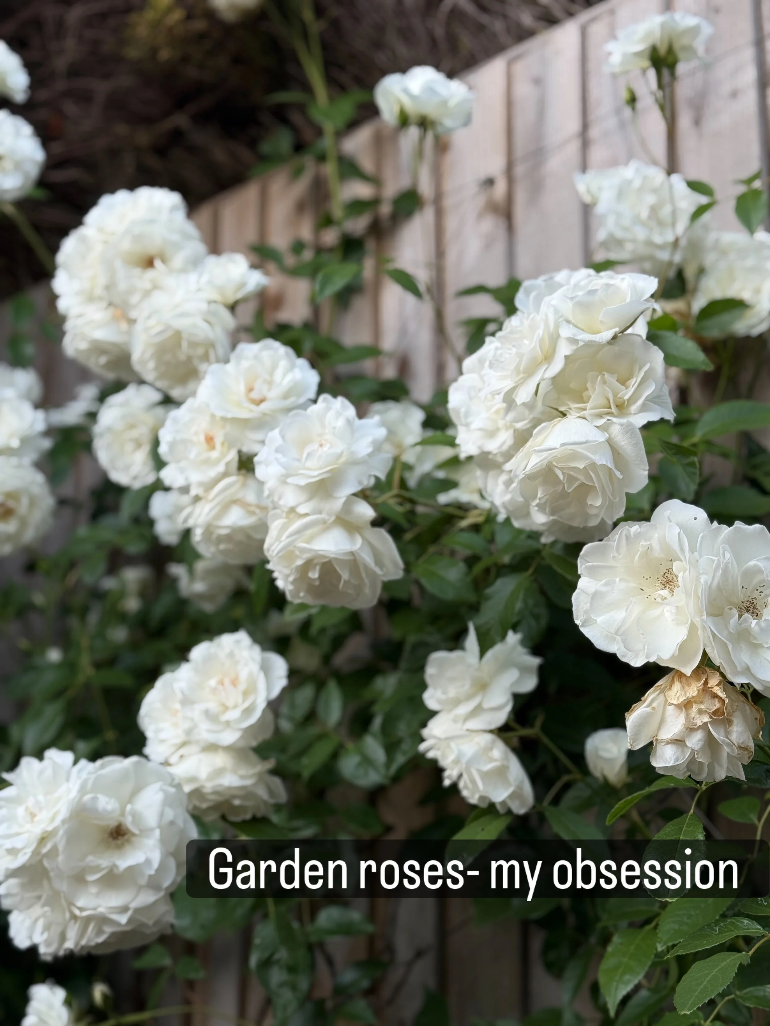 Garden roses. These are the one flower with which I have had a life long romance and they&rsquo;re a love that never seems to fade. They&rsquo;re the flower I yearn for in long Winter months, the one that makes me smile as it clings bravely to its st