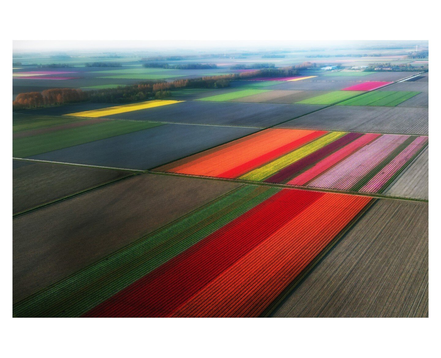 FRIESLAND ~ It was Sunday morning and I have a drone. And I am Dutch. So that meant: tulips.

#dutchtulips #dutch #tulips #tulip #tulipseason #tulipphotography #minimalist #drone #dronephotography #dronelife #tulpenroute #tulpenrouteflevoland #mavicp