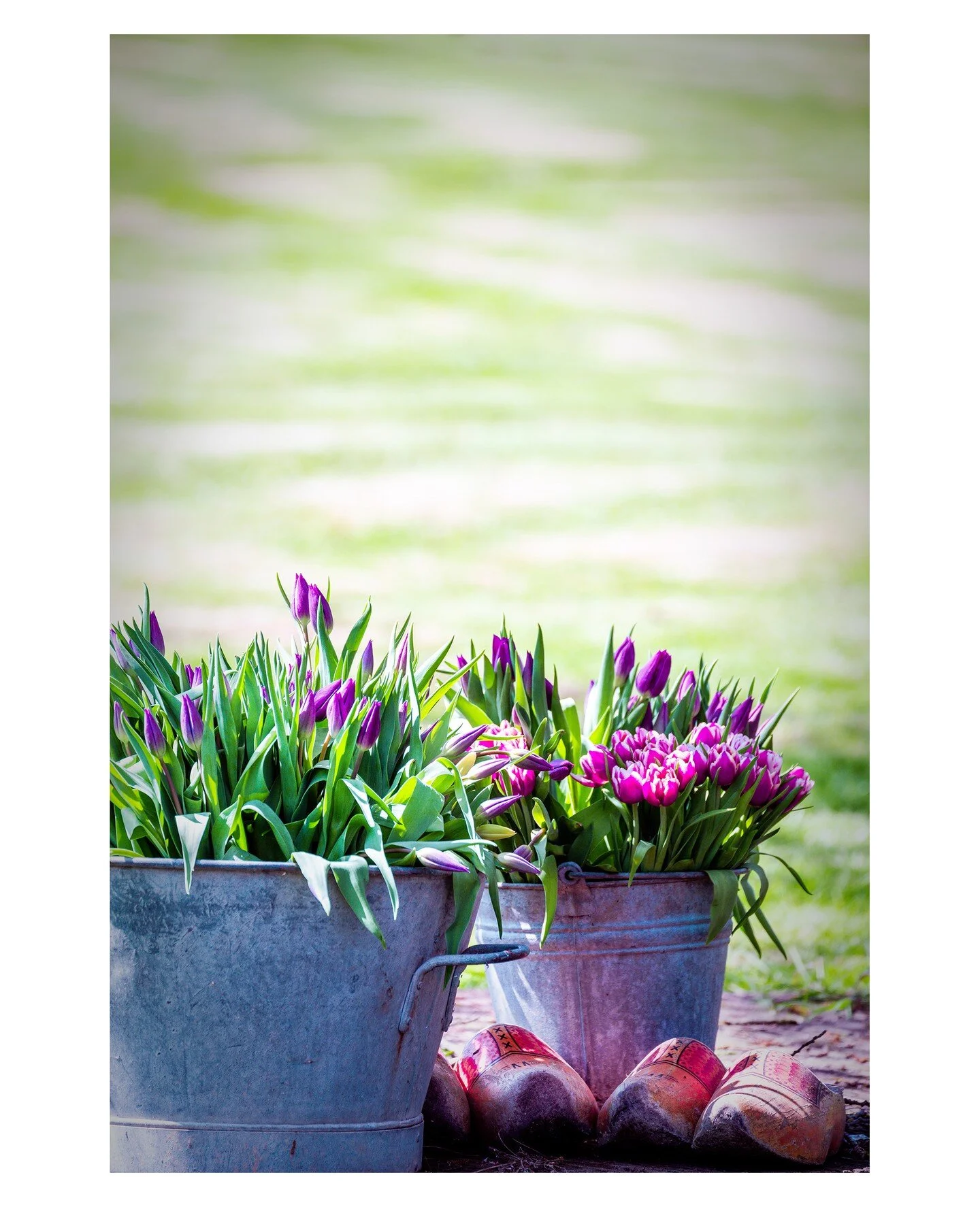 FRIESLAND ~ There are days in early spring when I feel very Dutch. Lambs, wooden shoes, fields full of tulips, Pentecostal flowers, the smell of the first mown grass and blackbirds singing at the top of their lungs.

#woodenshoetulipfestival #woodens