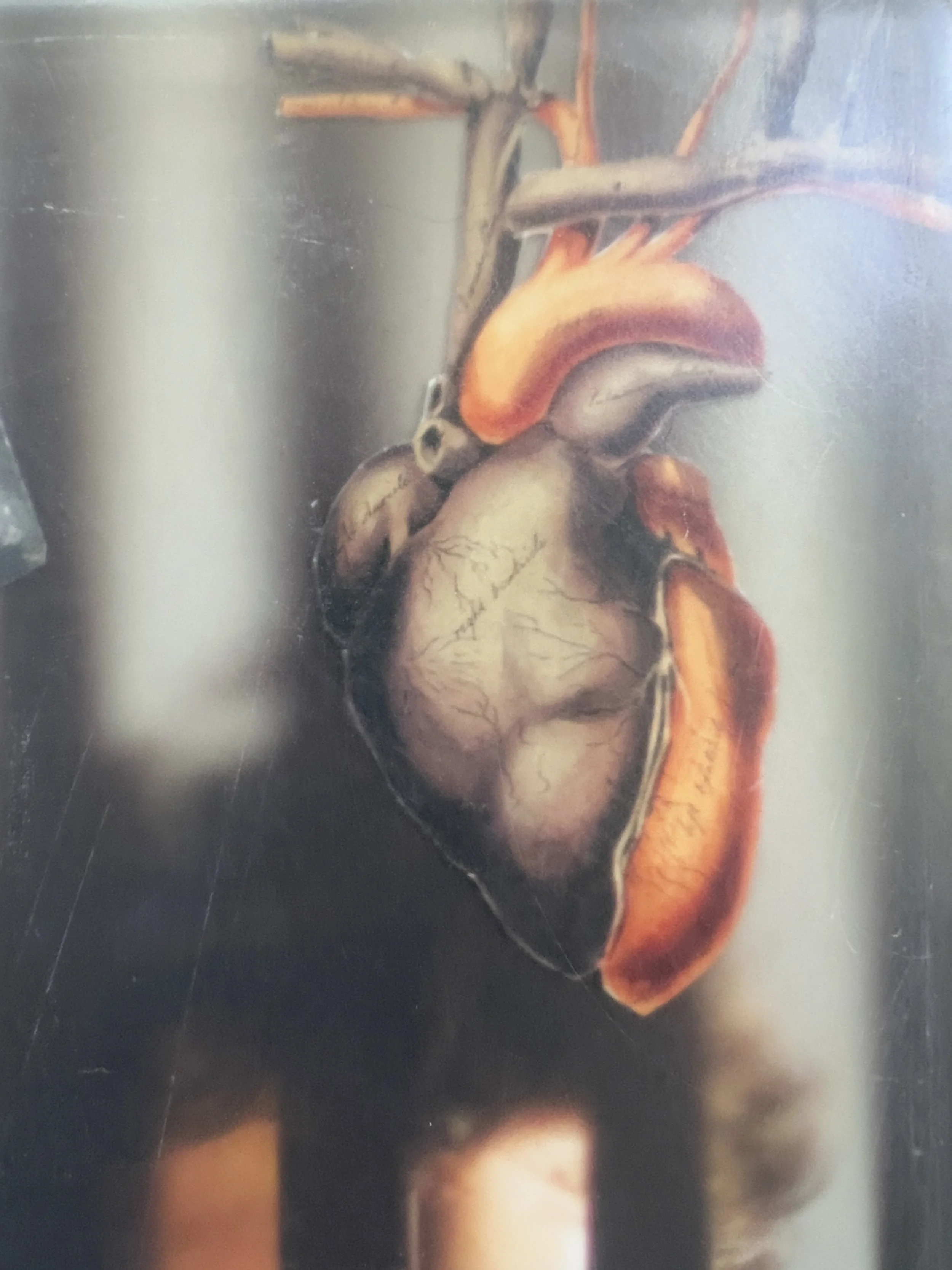 Detail of anatomical heart imagery in What Remained Between Breaths by Alissa Van Atta.