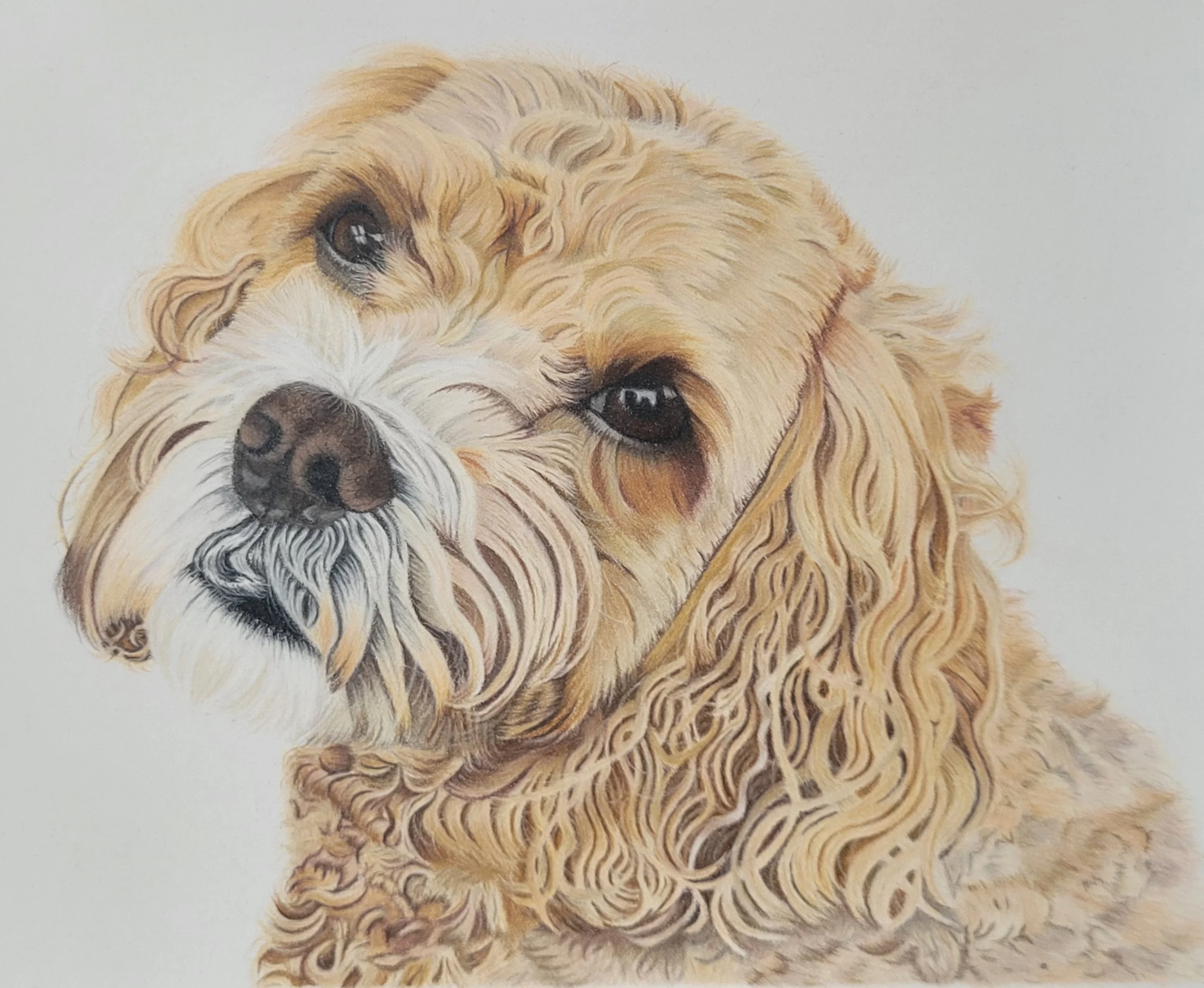 Cavapoo dog pet portrait