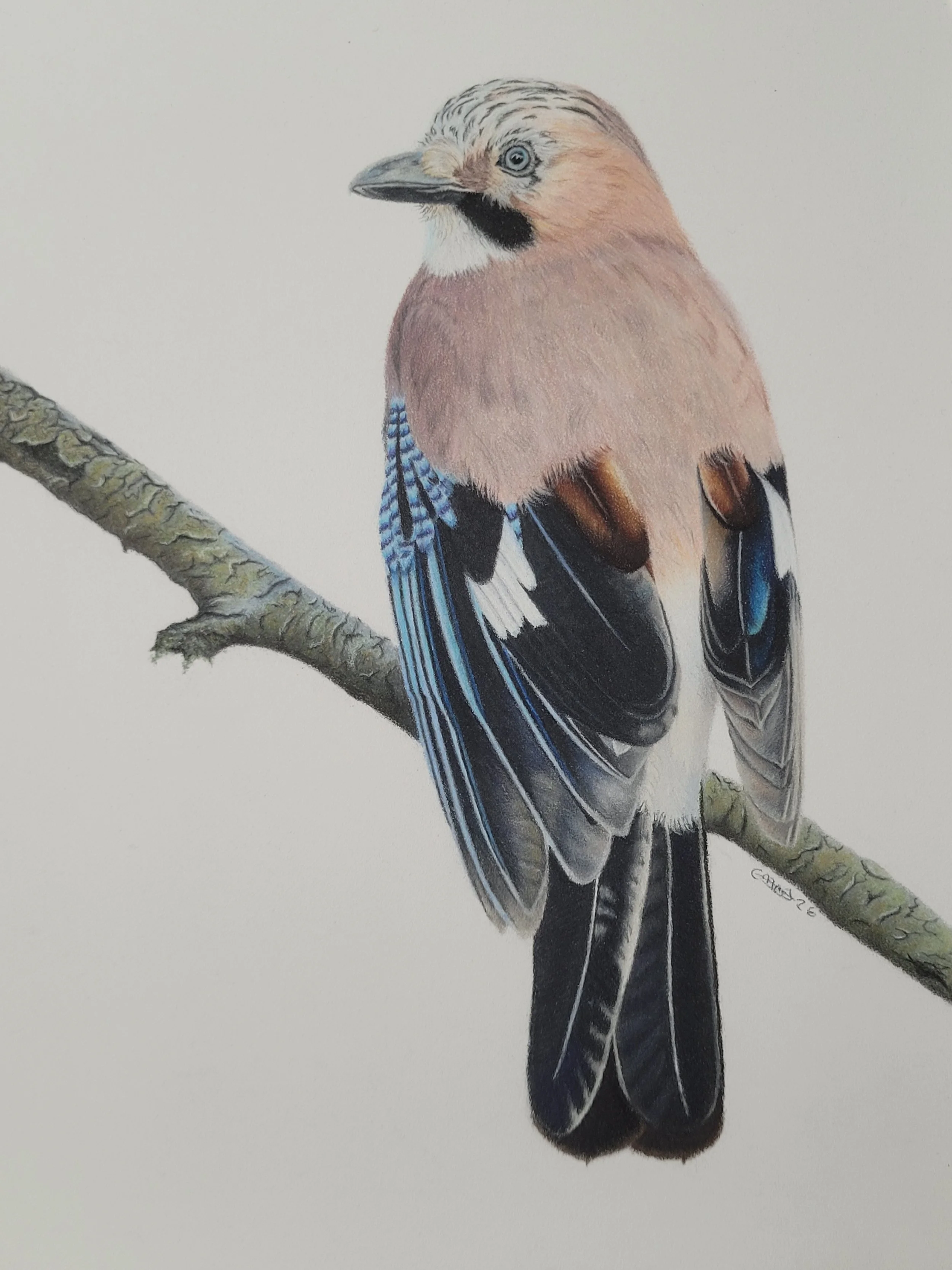 Jay drawing by CM Creative