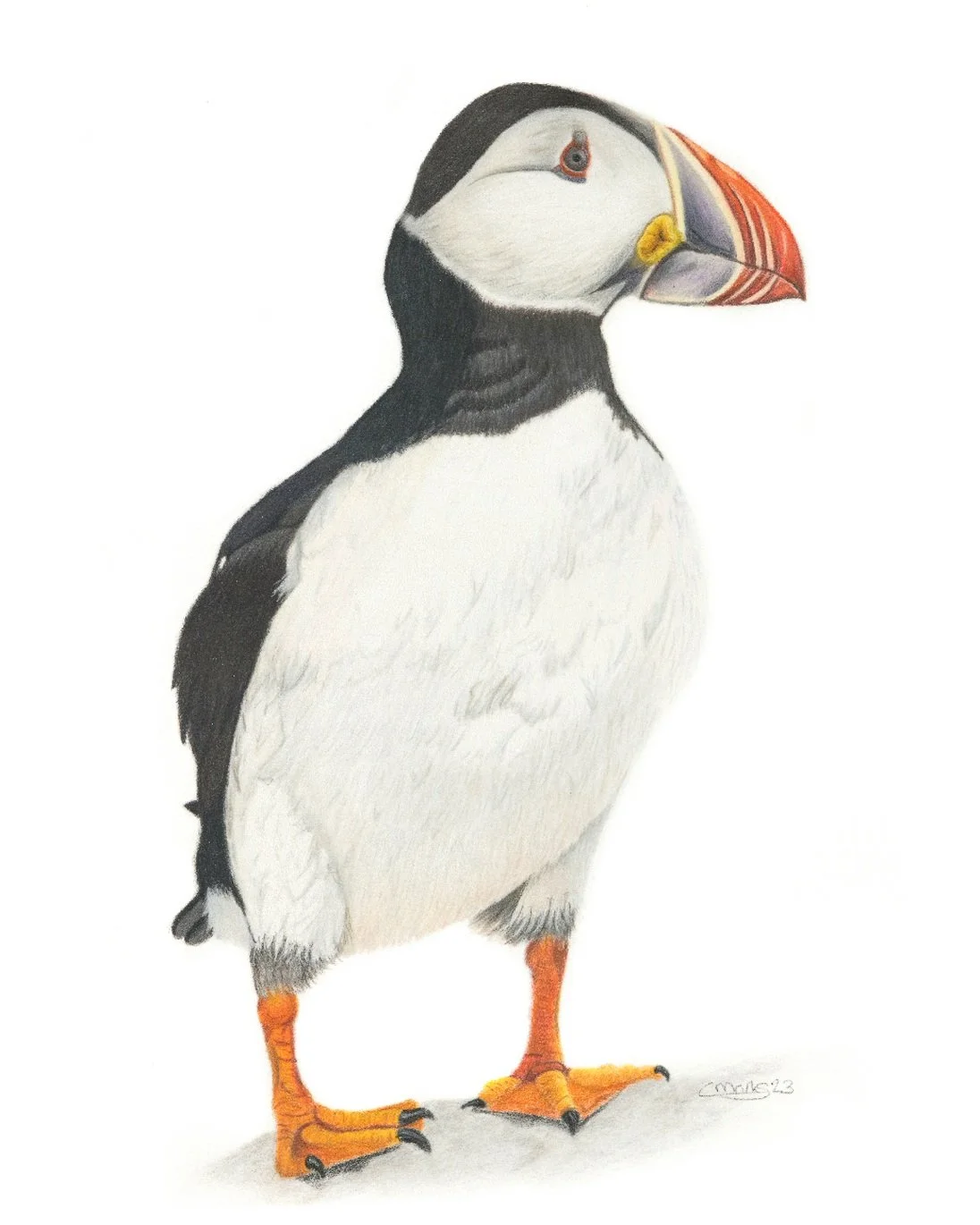 Puffin
