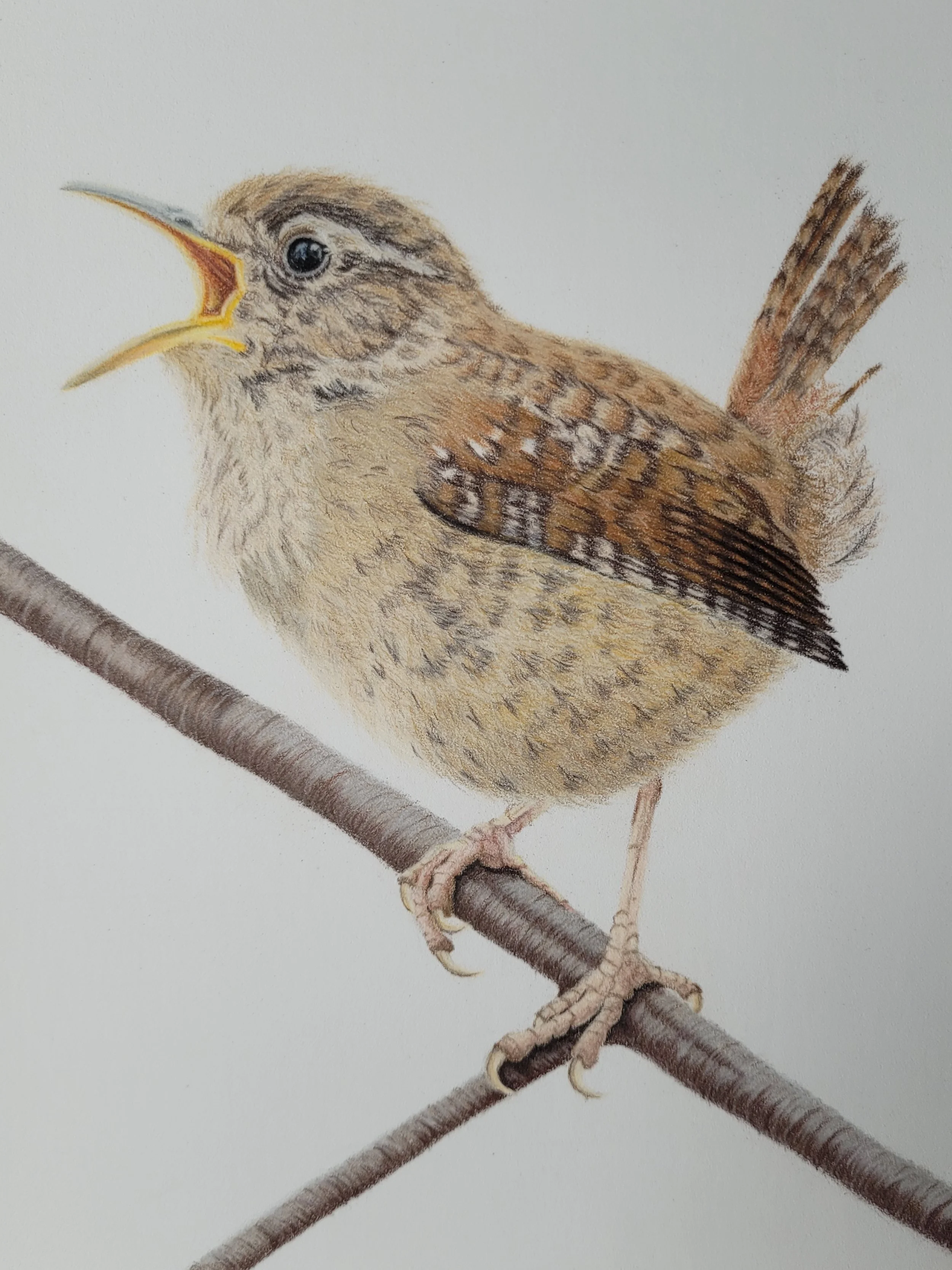Wren
