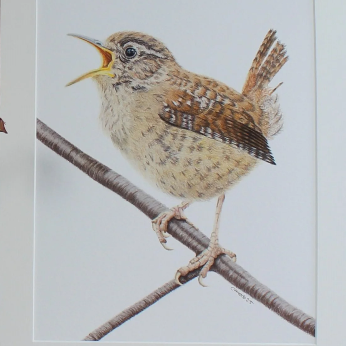 Wren mounted fine art print.