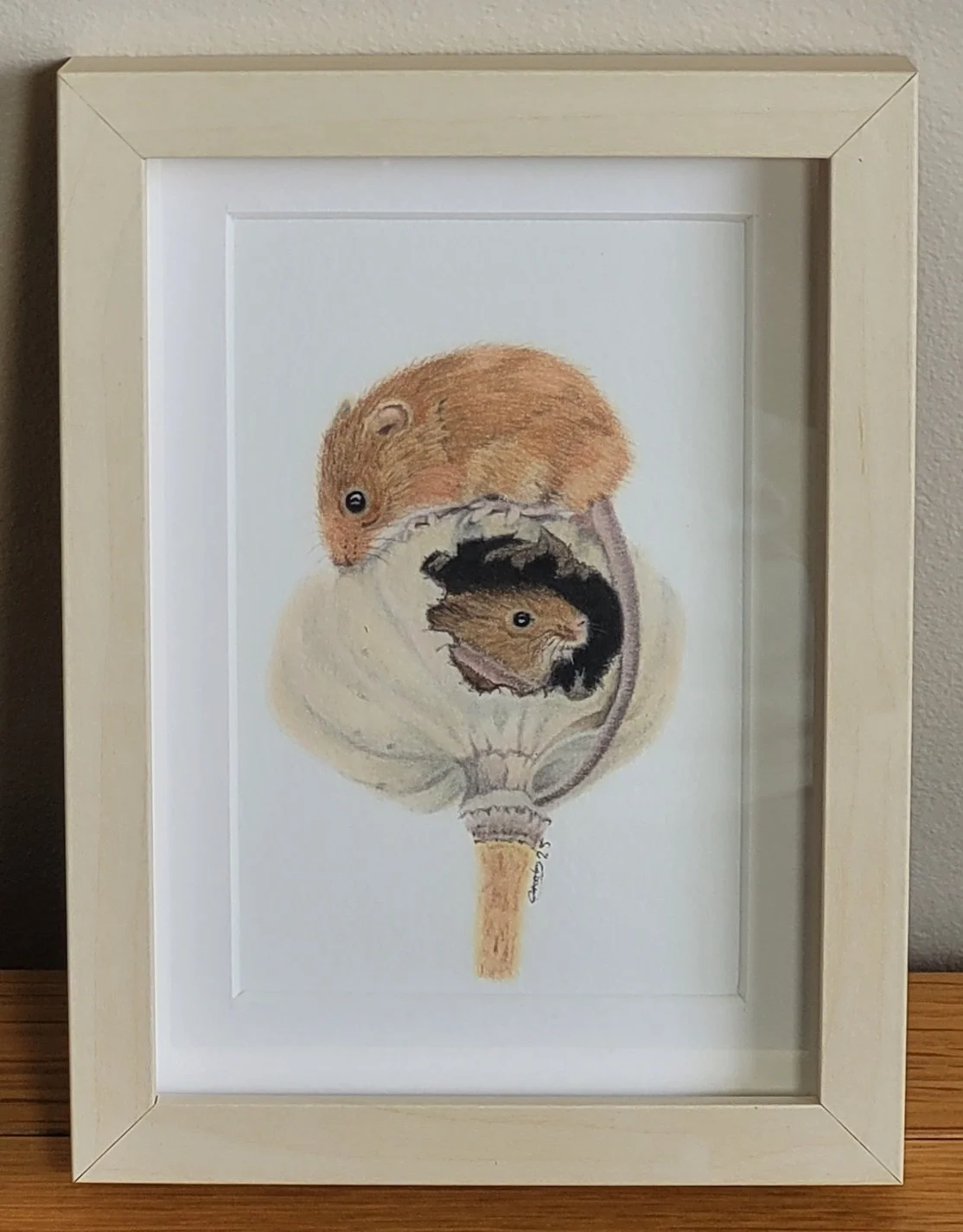 Harvest mice in a poppy seed head framed print.