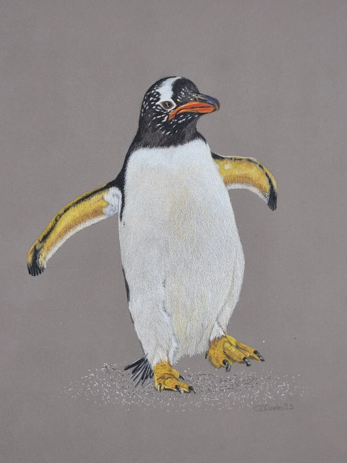 Gentoo penguin