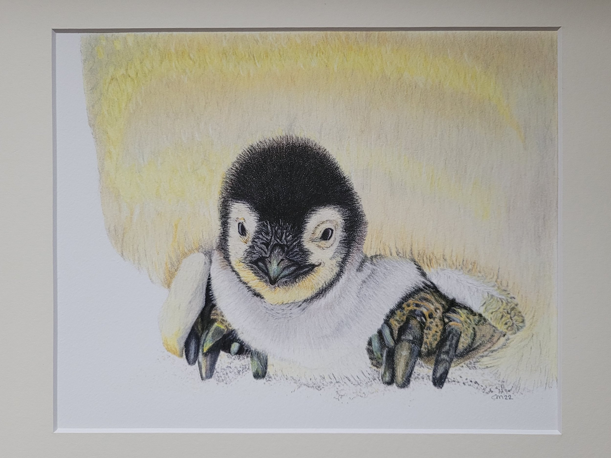 A penguin chick fine art print.