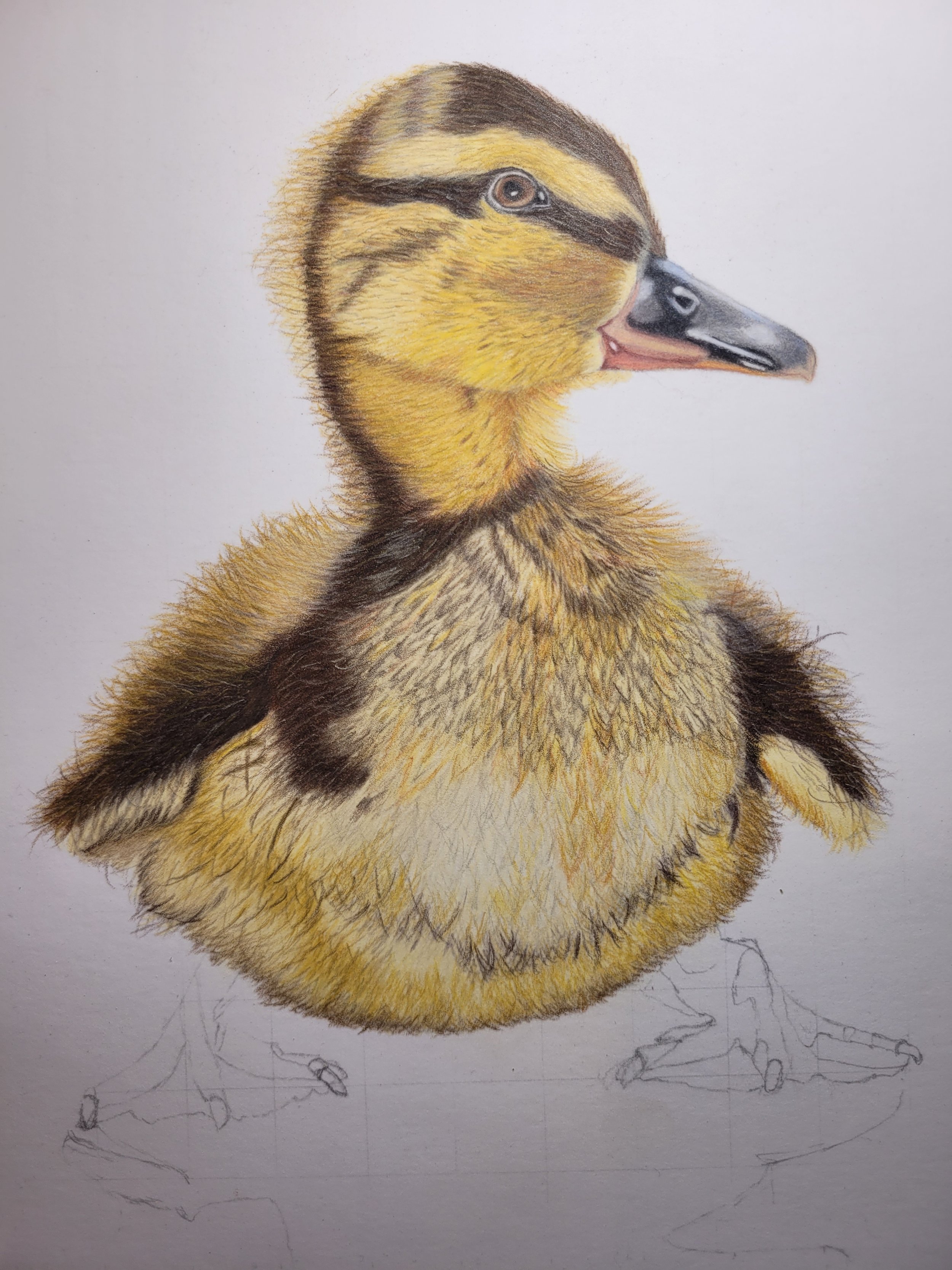 Duckling drawing work in progress.