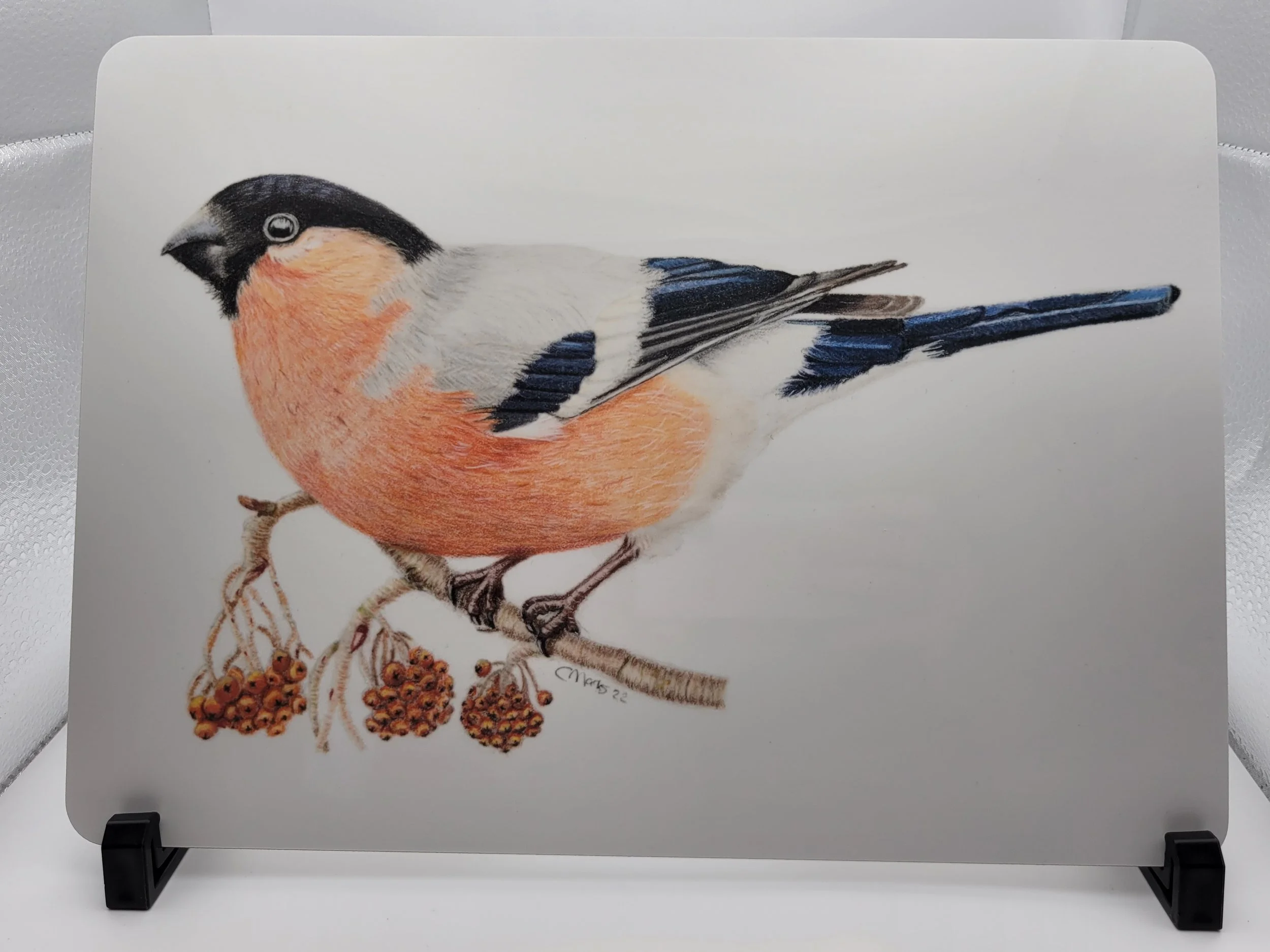 Bullfinch individual placements.