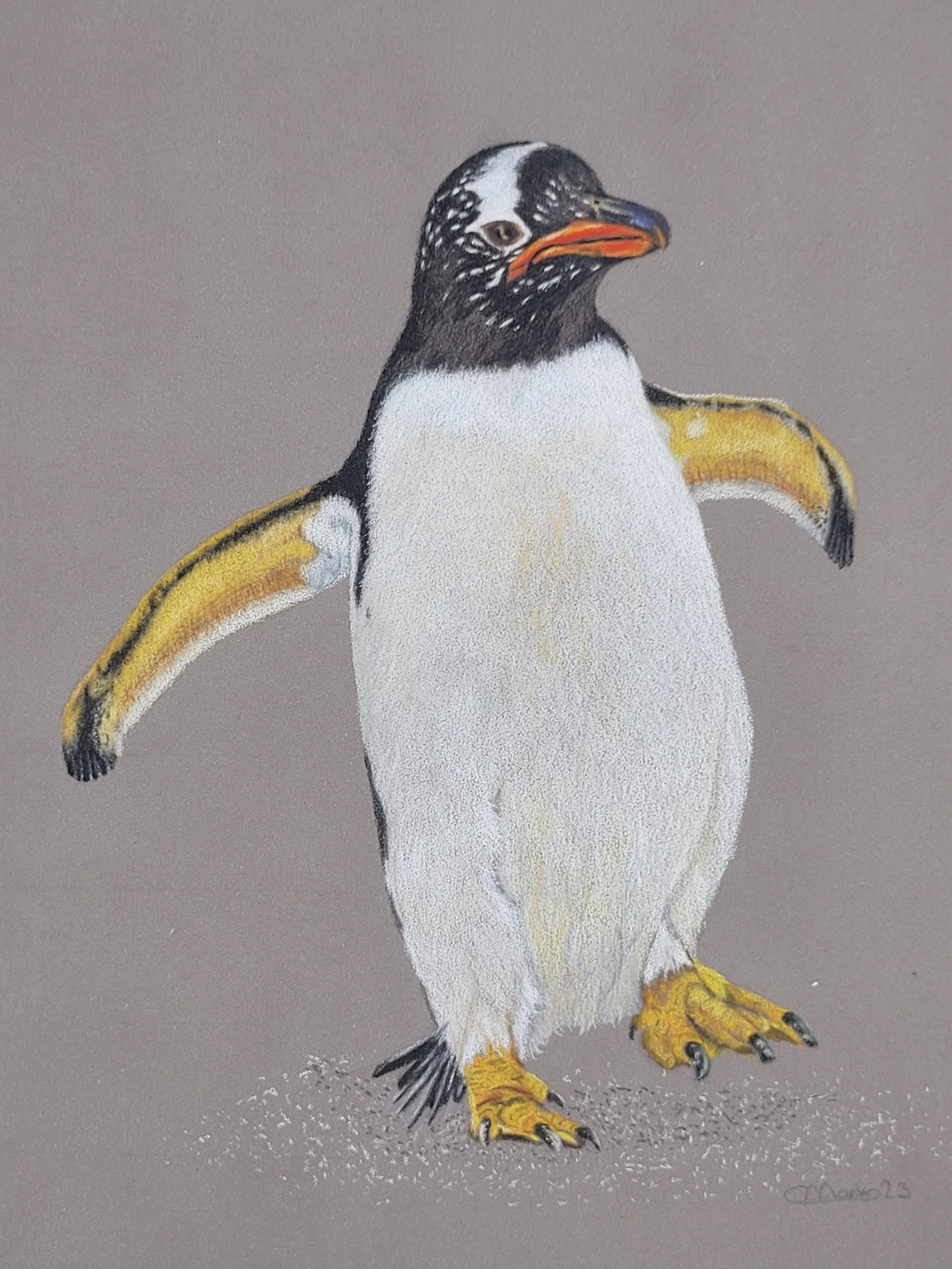 Gentoo penguin greetings card.