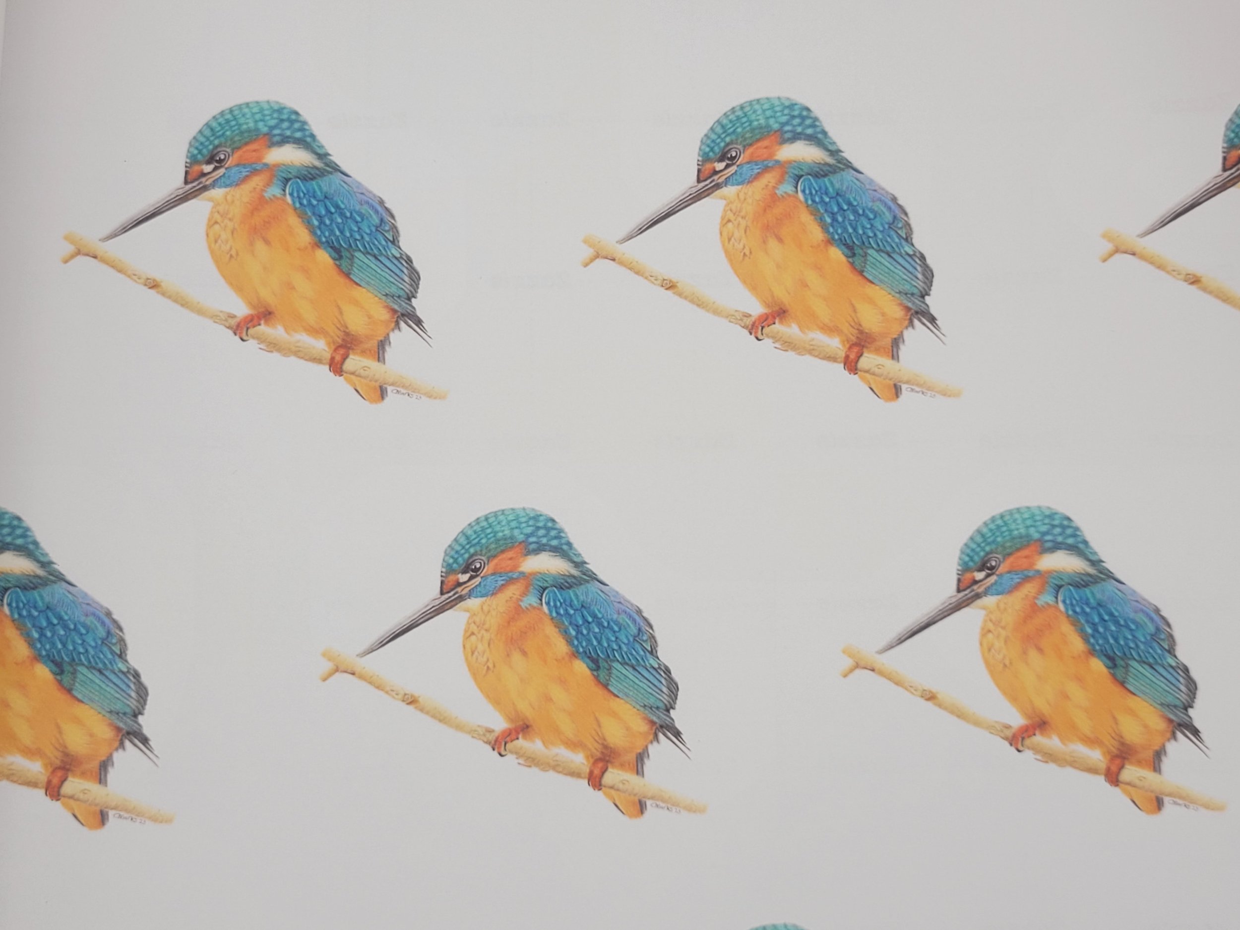 Kingfisher wrapping paper.