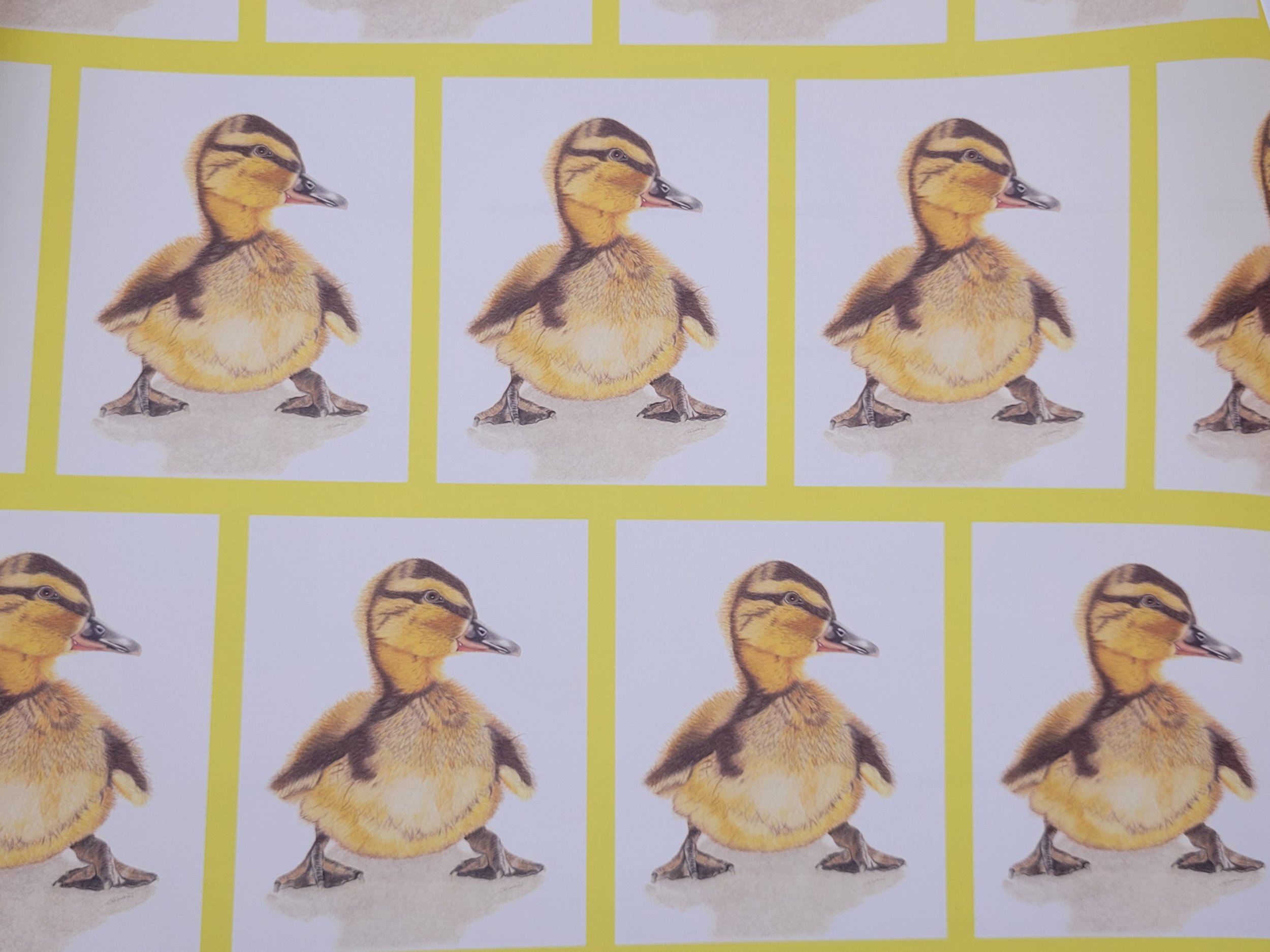 Duckling wrapping paper.