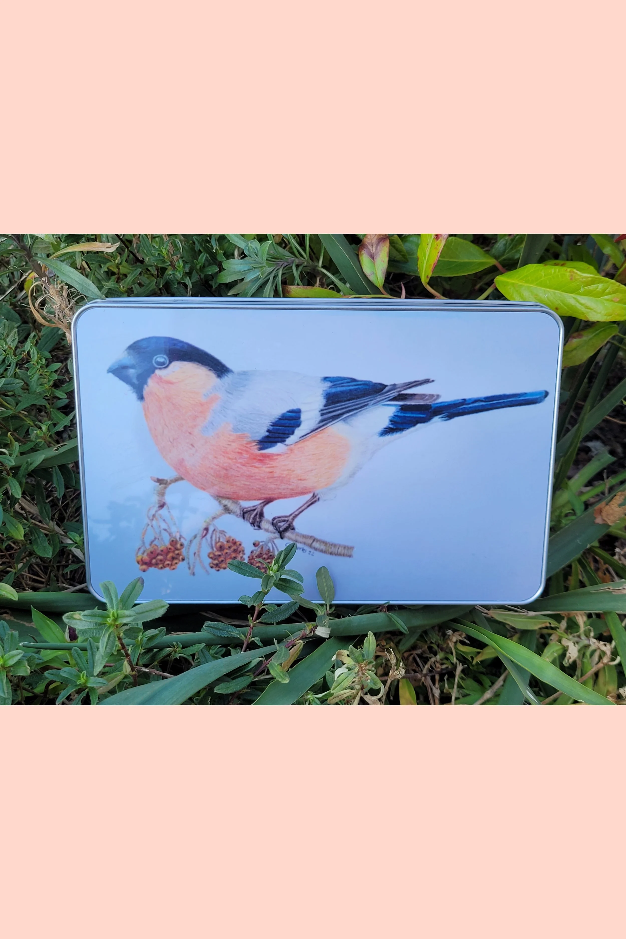 Bullfinch tin.