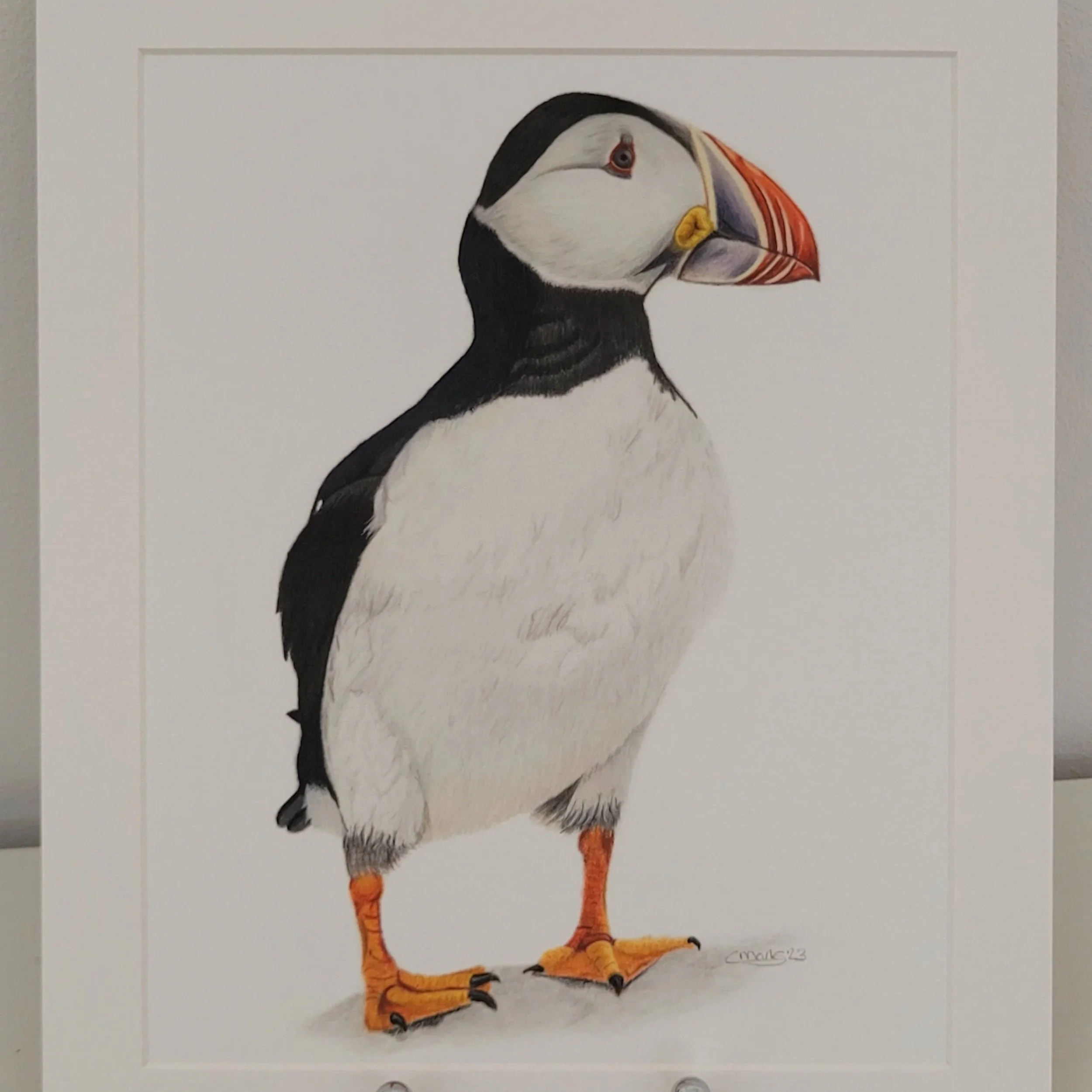 A close up of a puffin fine art print (mounted and unframed).