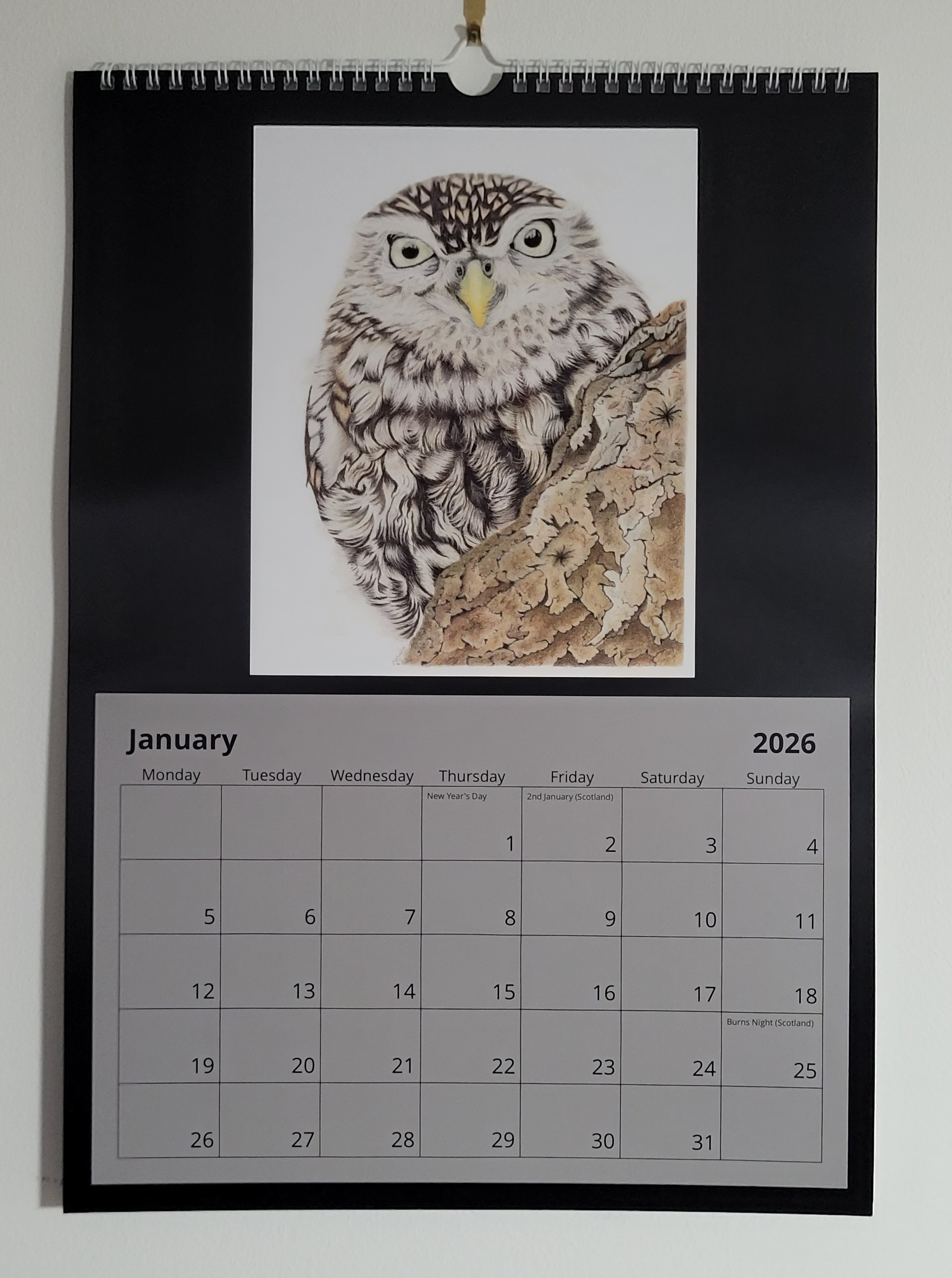 2026 British wildlife A3 wall calendar. January features a little owl drawing.