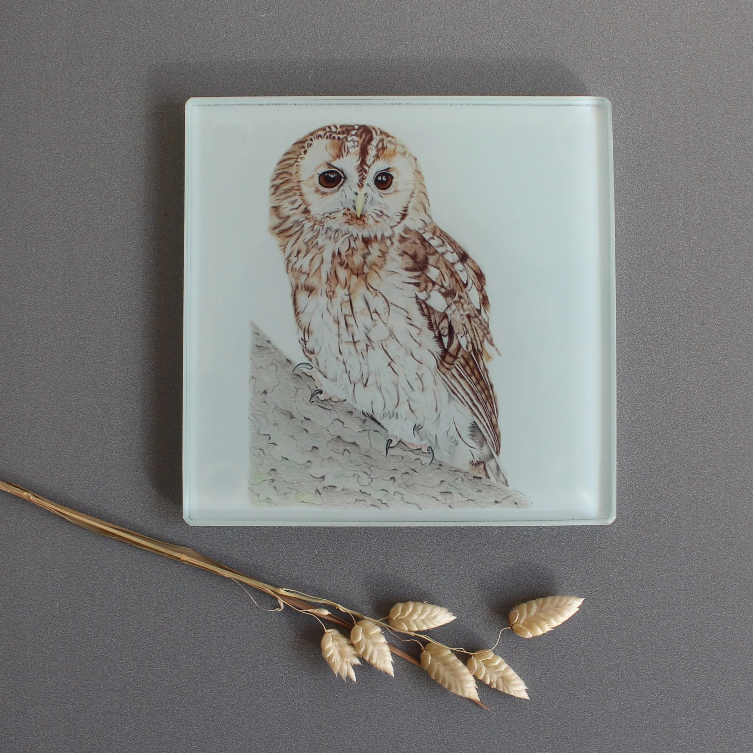 Tawny owl glass coasters