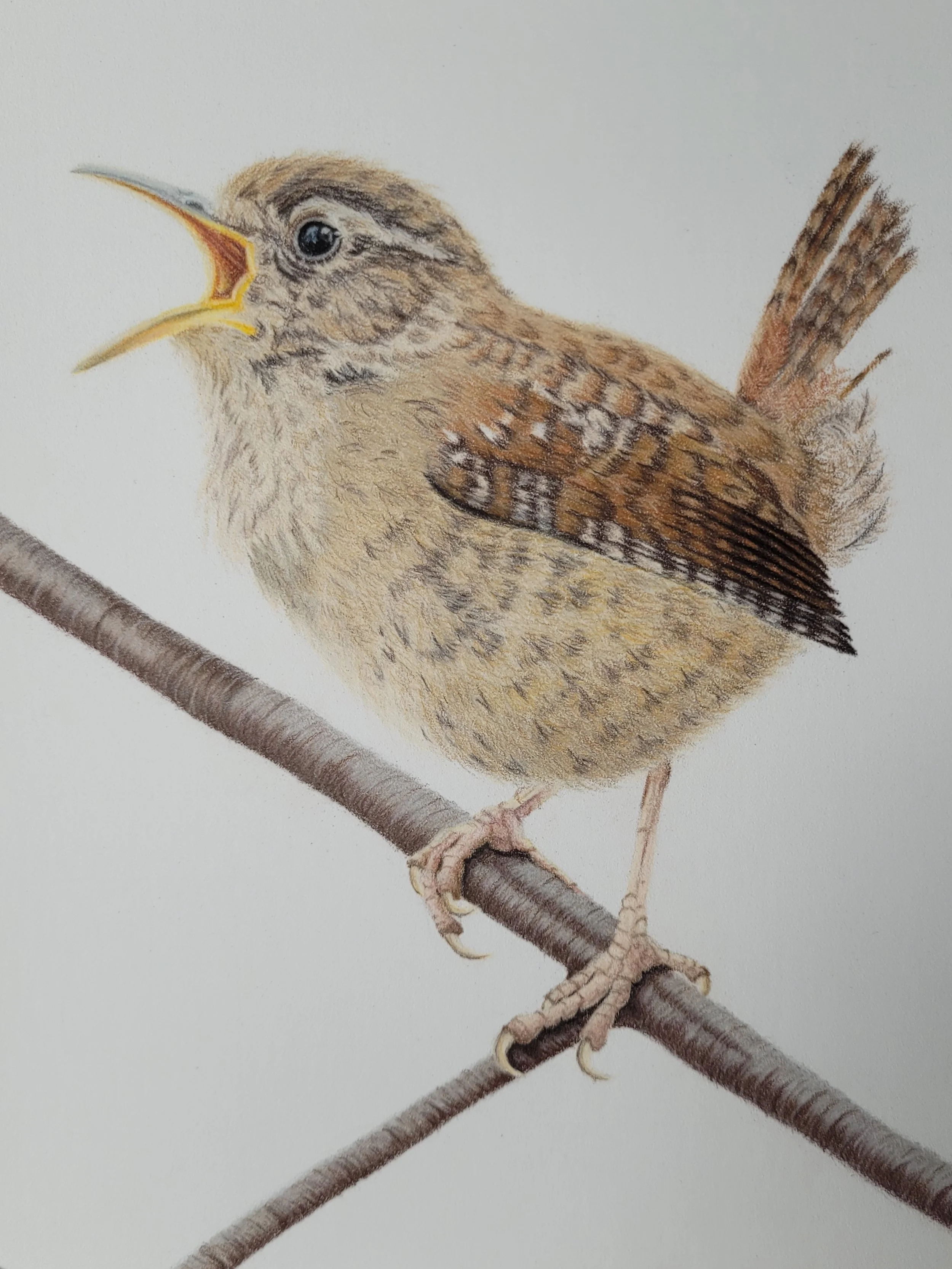 Original wren drawing.