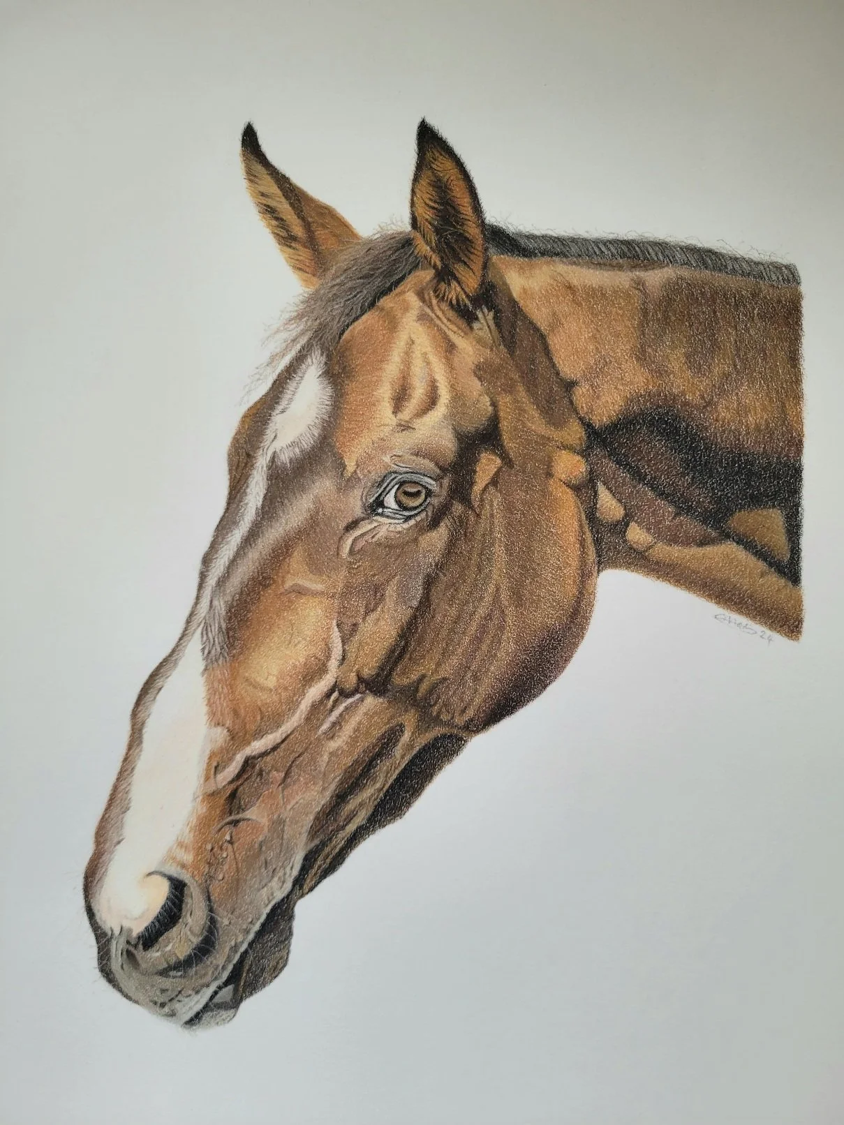 Horse portrait