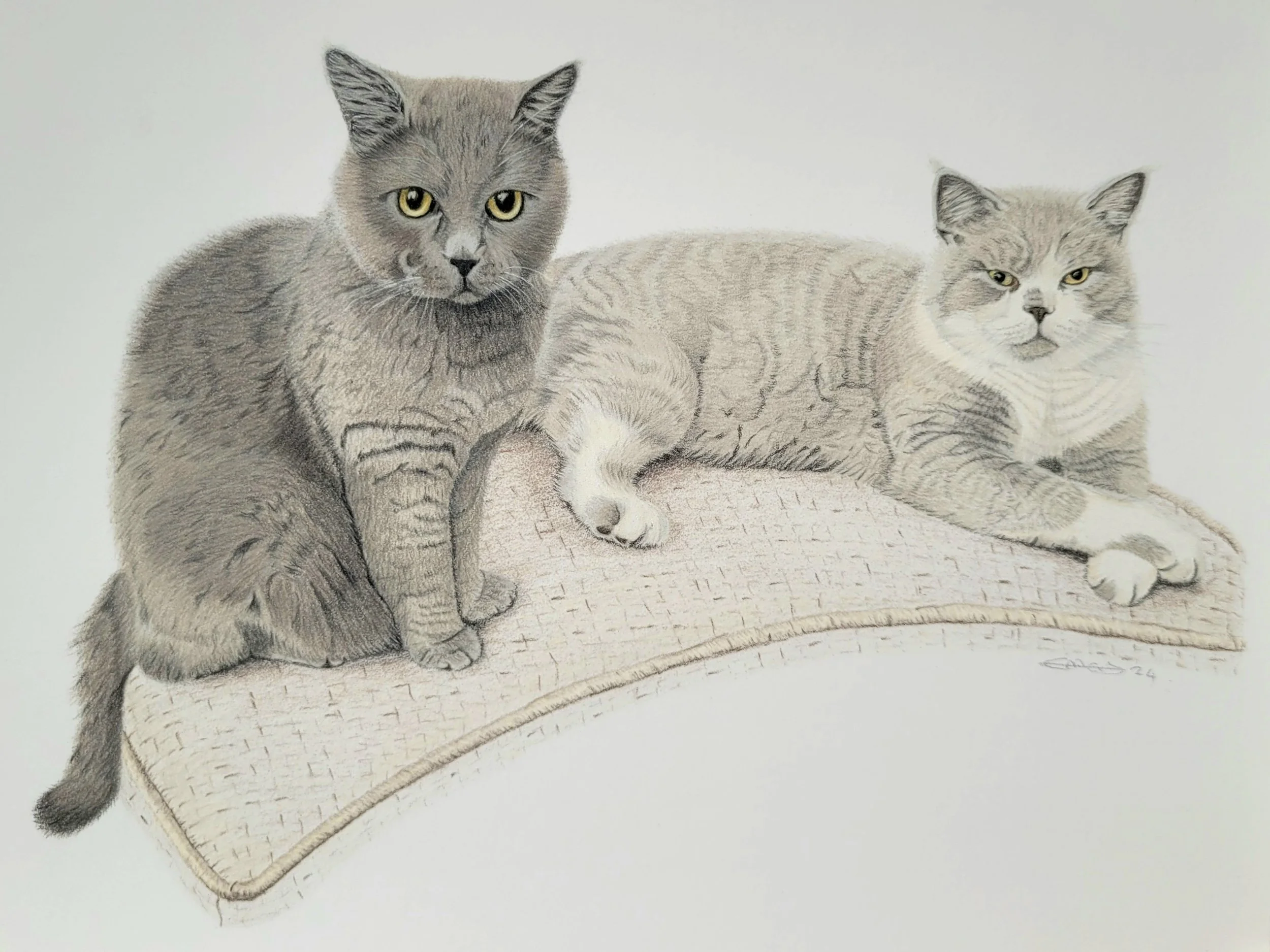 Two British short hair cats