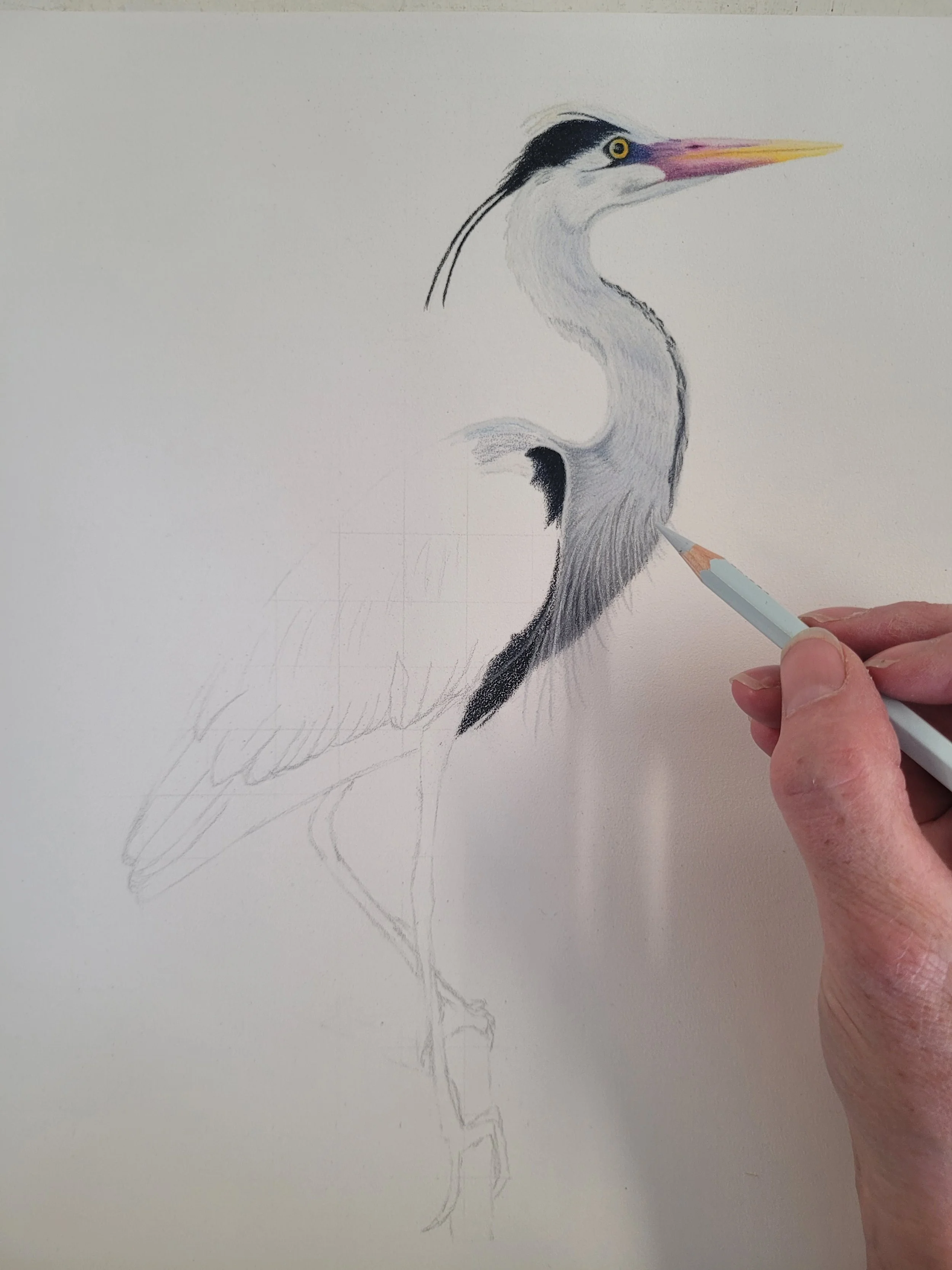 Work in progress drawing of a grey heron.