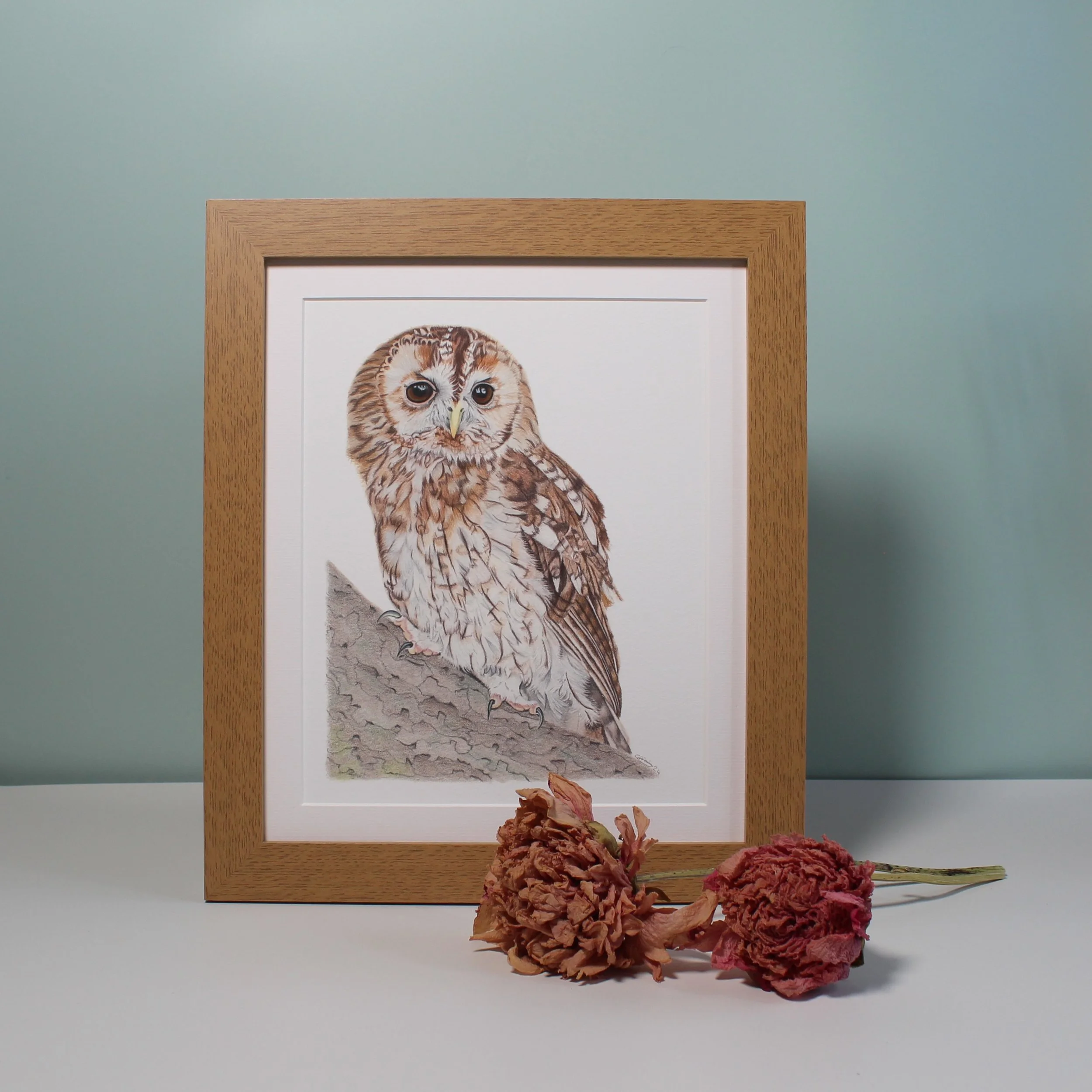 Tawny owl large framed fine art print