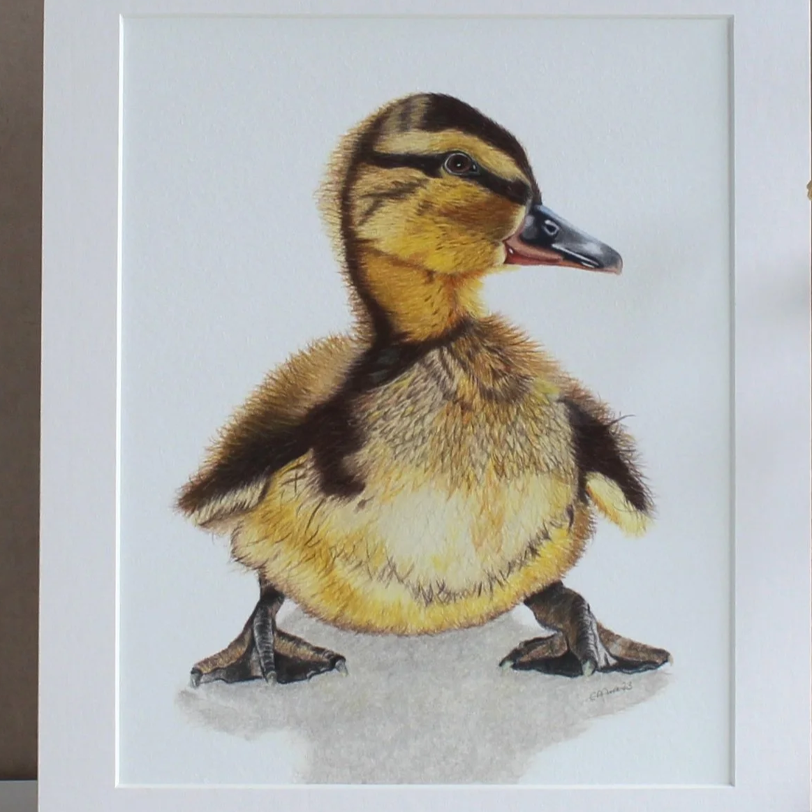 A close up photo of a duckling fine art mounted print.