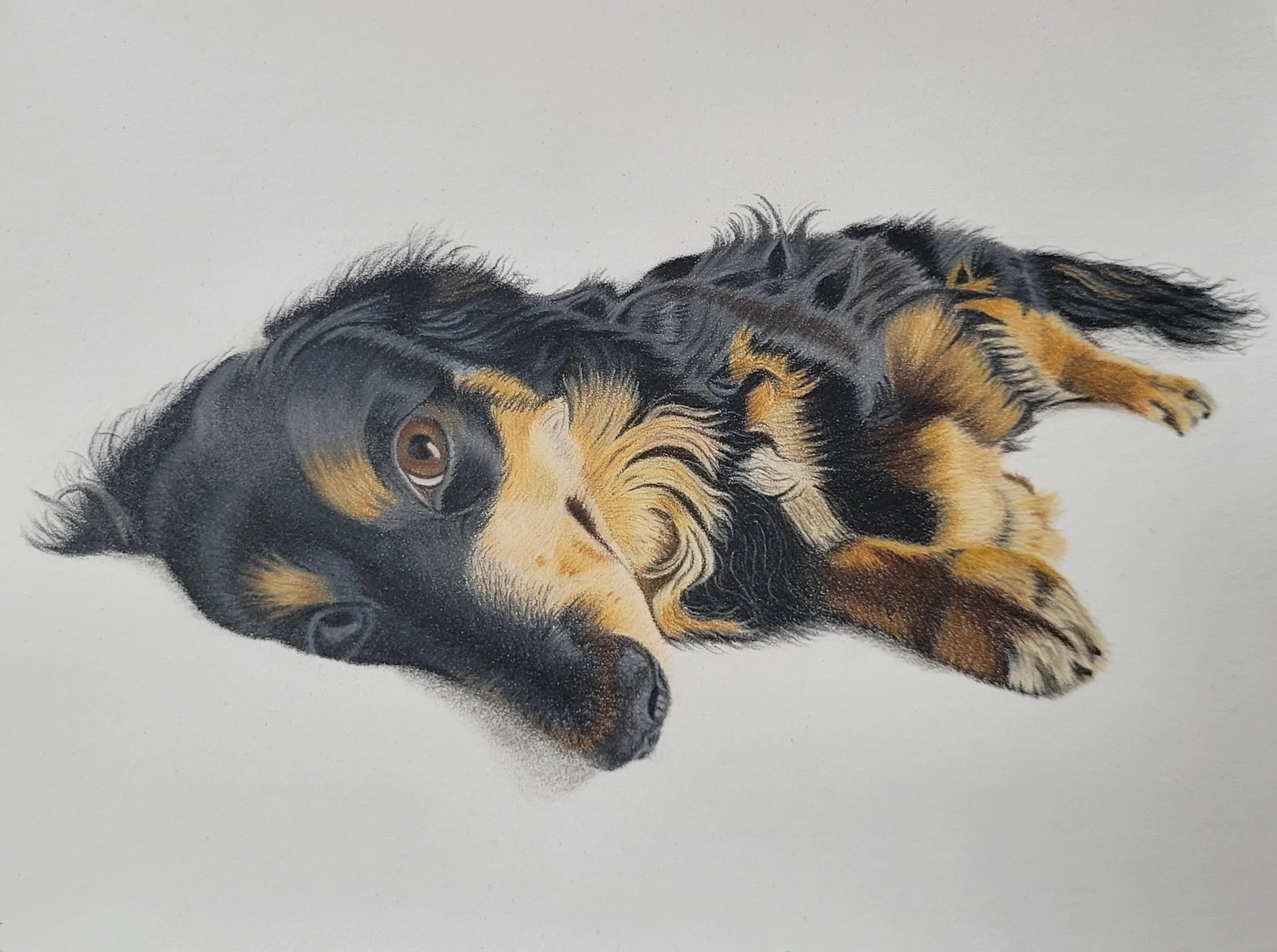 Miniature Dachshund pet portrait