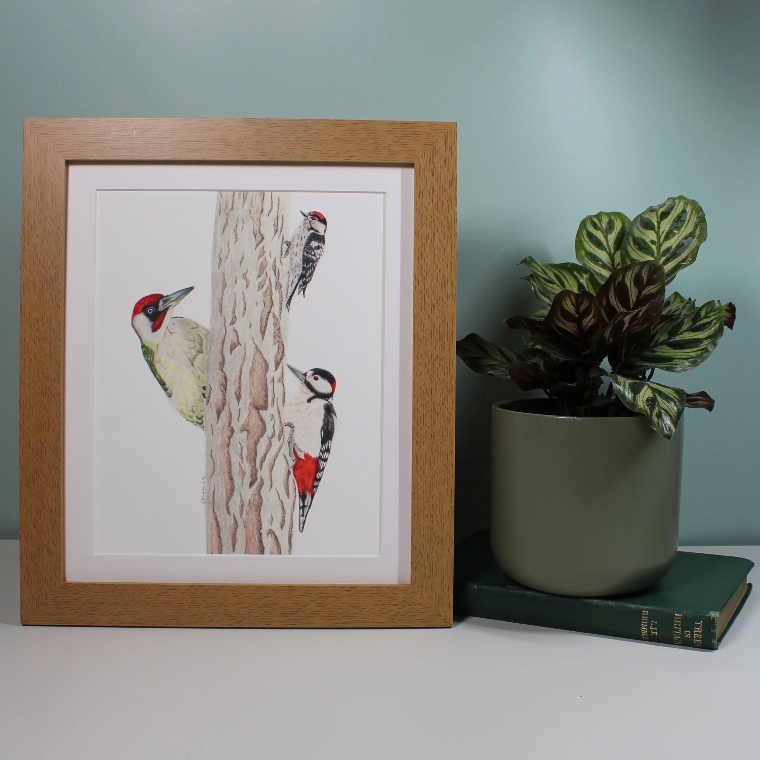 Trio of British woodpeckers (green, great spotted and lesser spotted) large framed fine art print